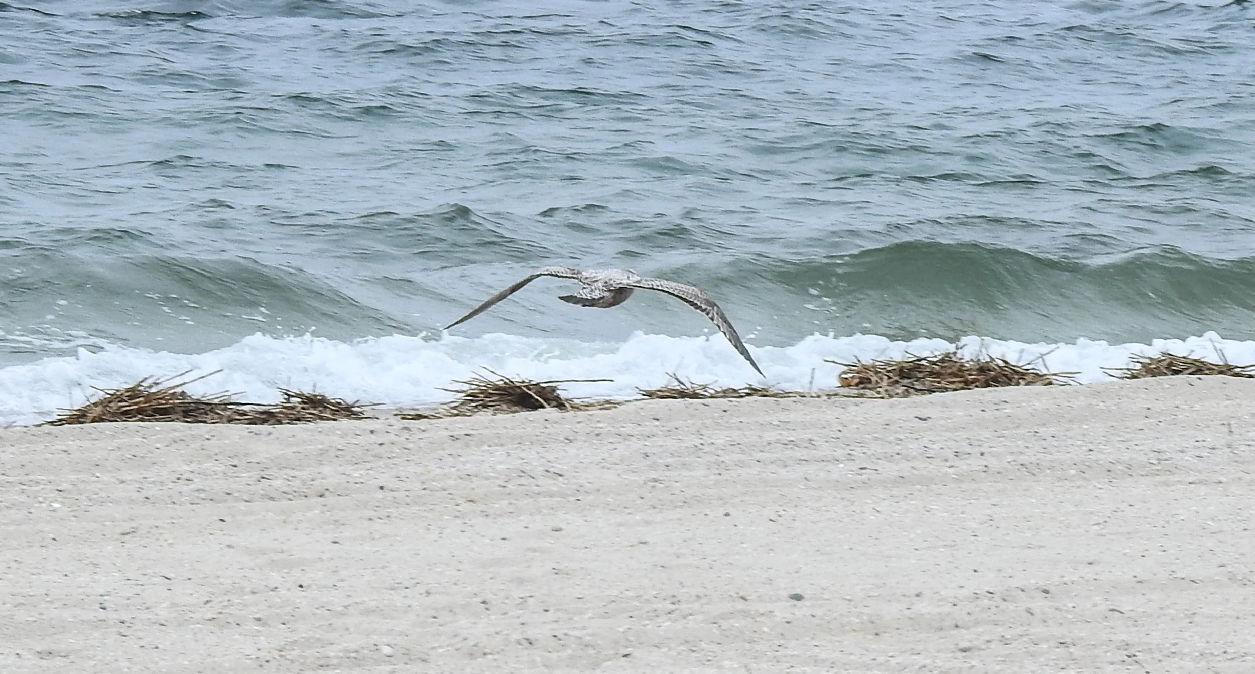 American Herring Gull, Larus smithsonianus