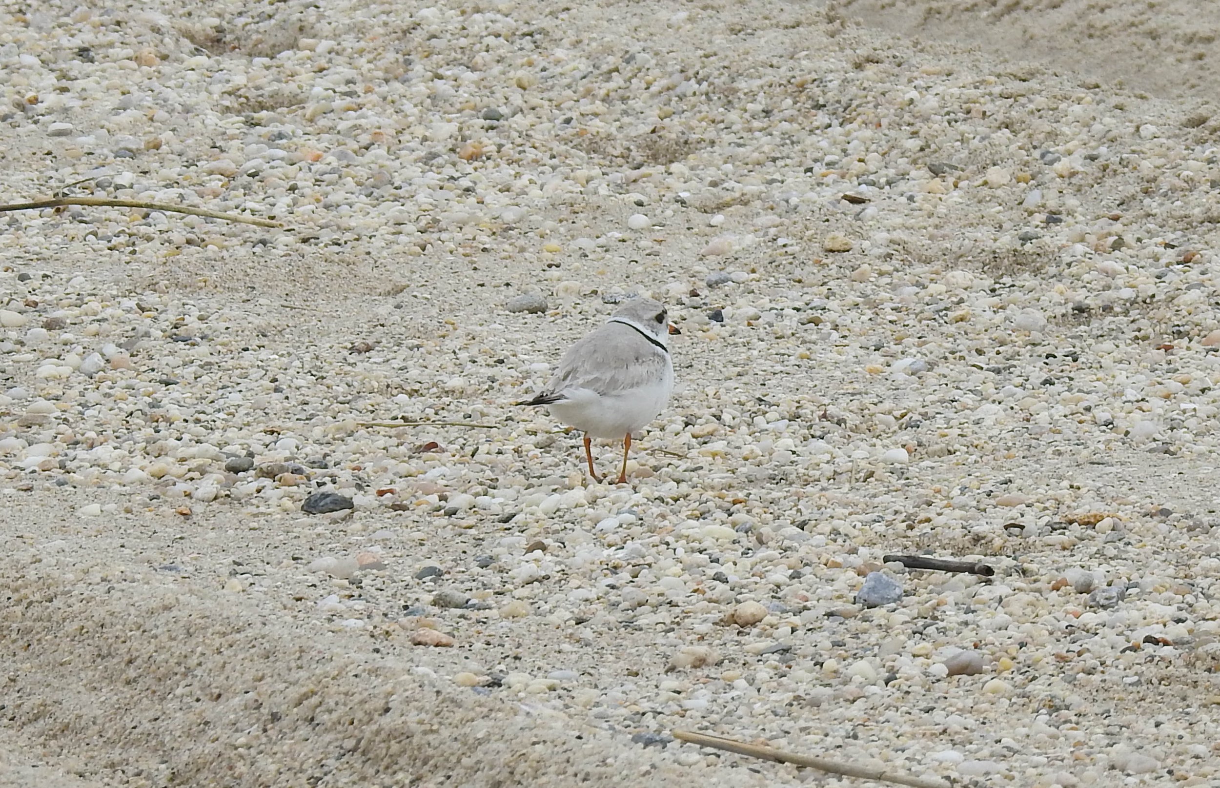 Piping Plover, Charadrius melodus 