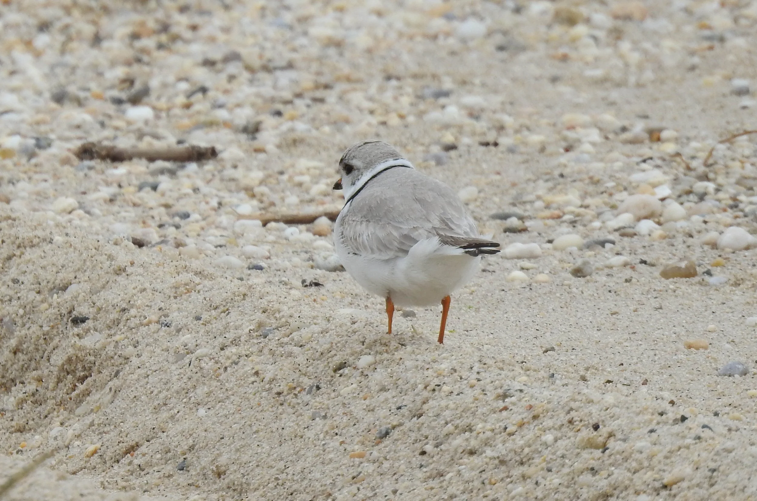 Piping Plover, Charadrius melodus 