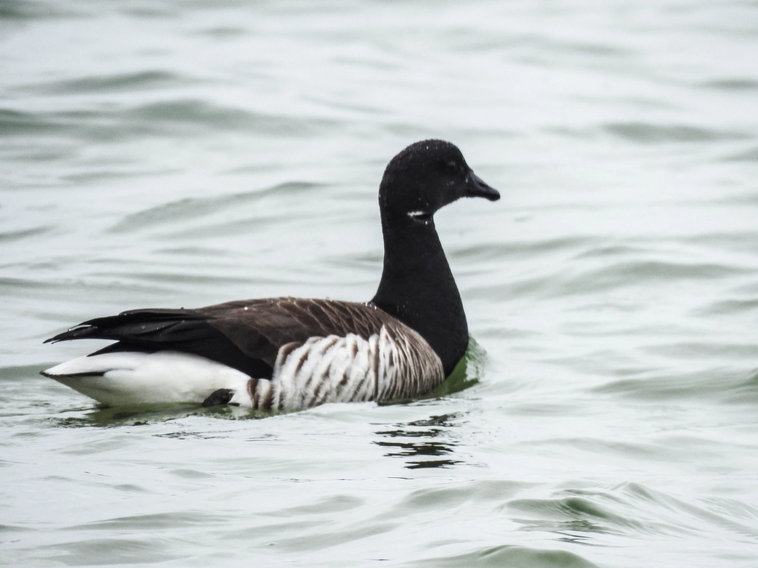 Brant, Branta bernicla