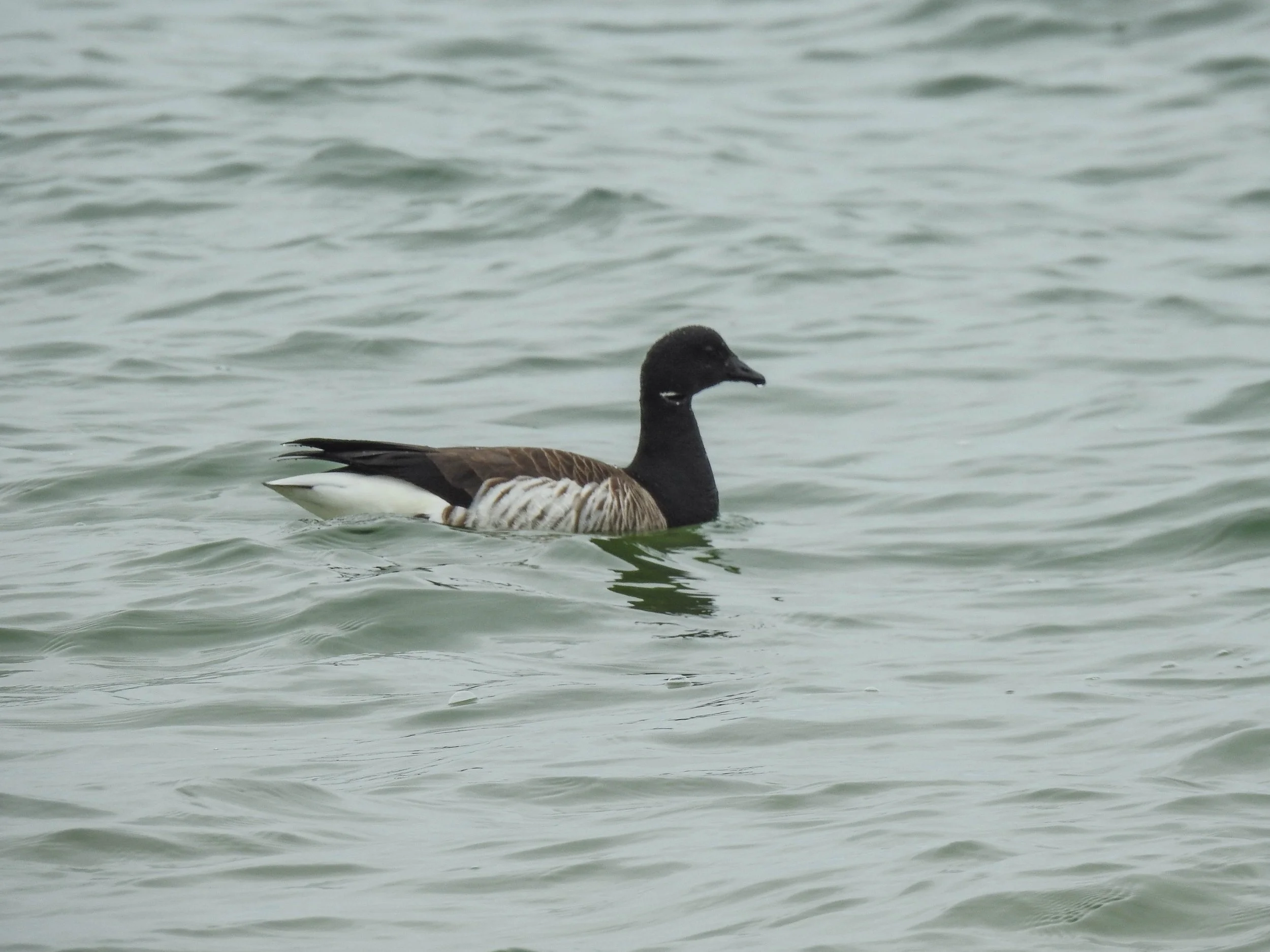 Brant, Branta bernicla