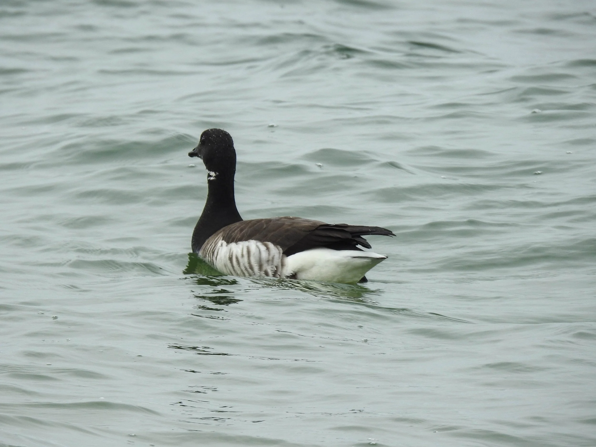 Brant, Branta bernicla