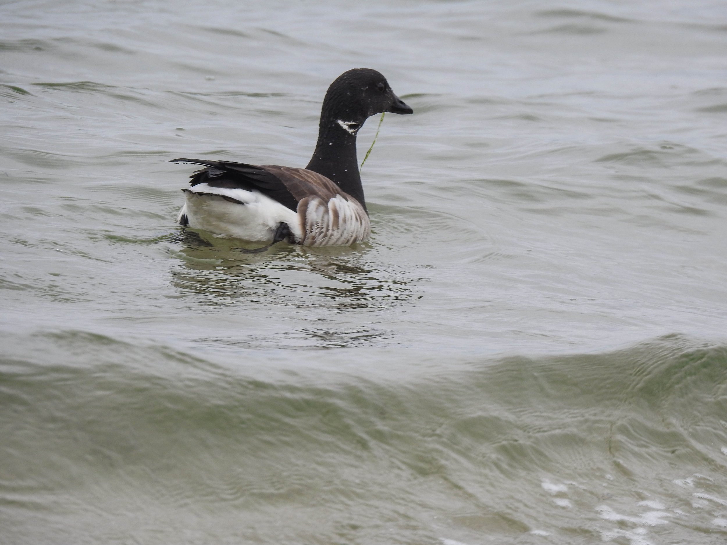 Brant, Branta bernicla