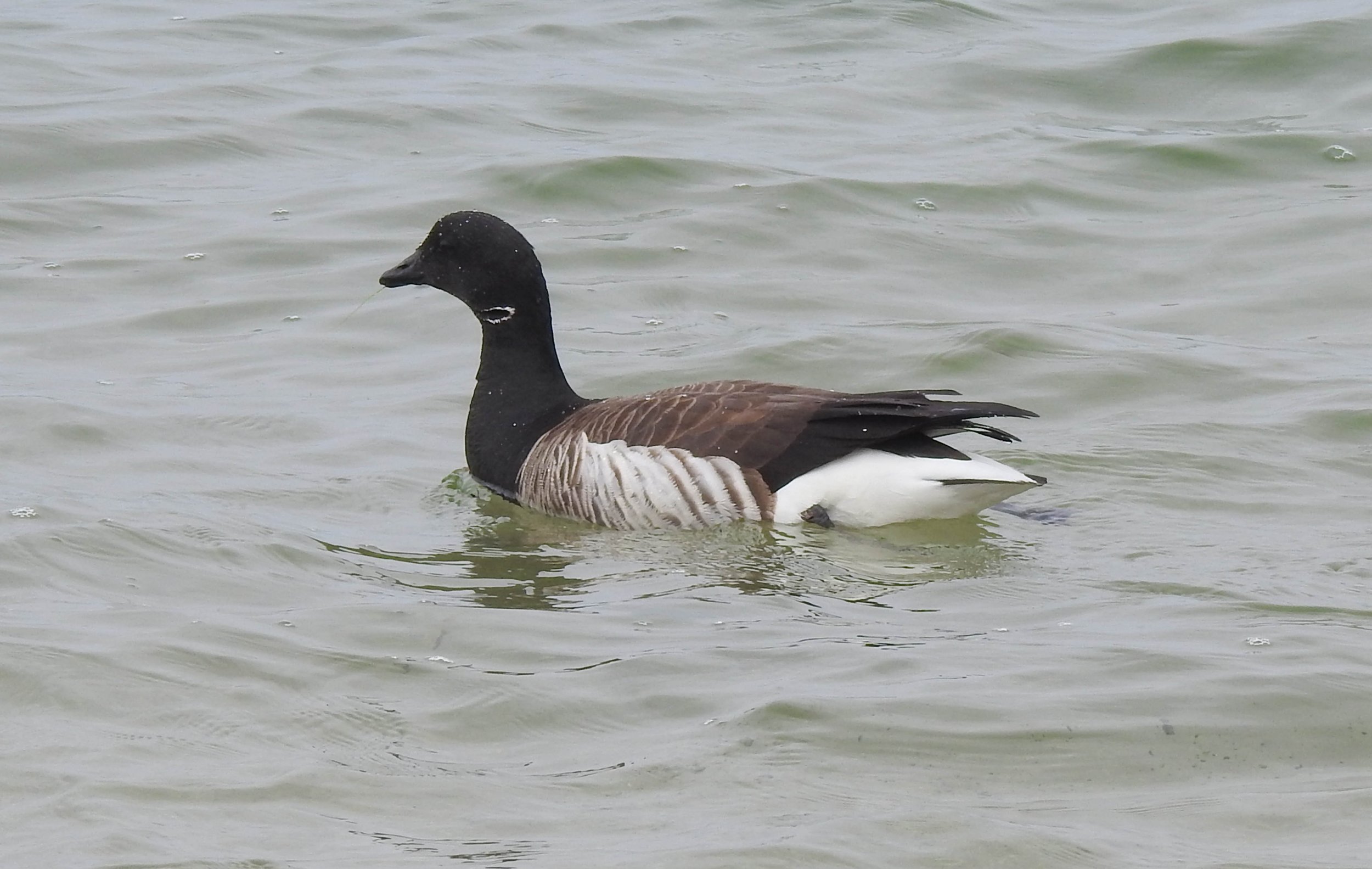 Brant, Branta bernicla