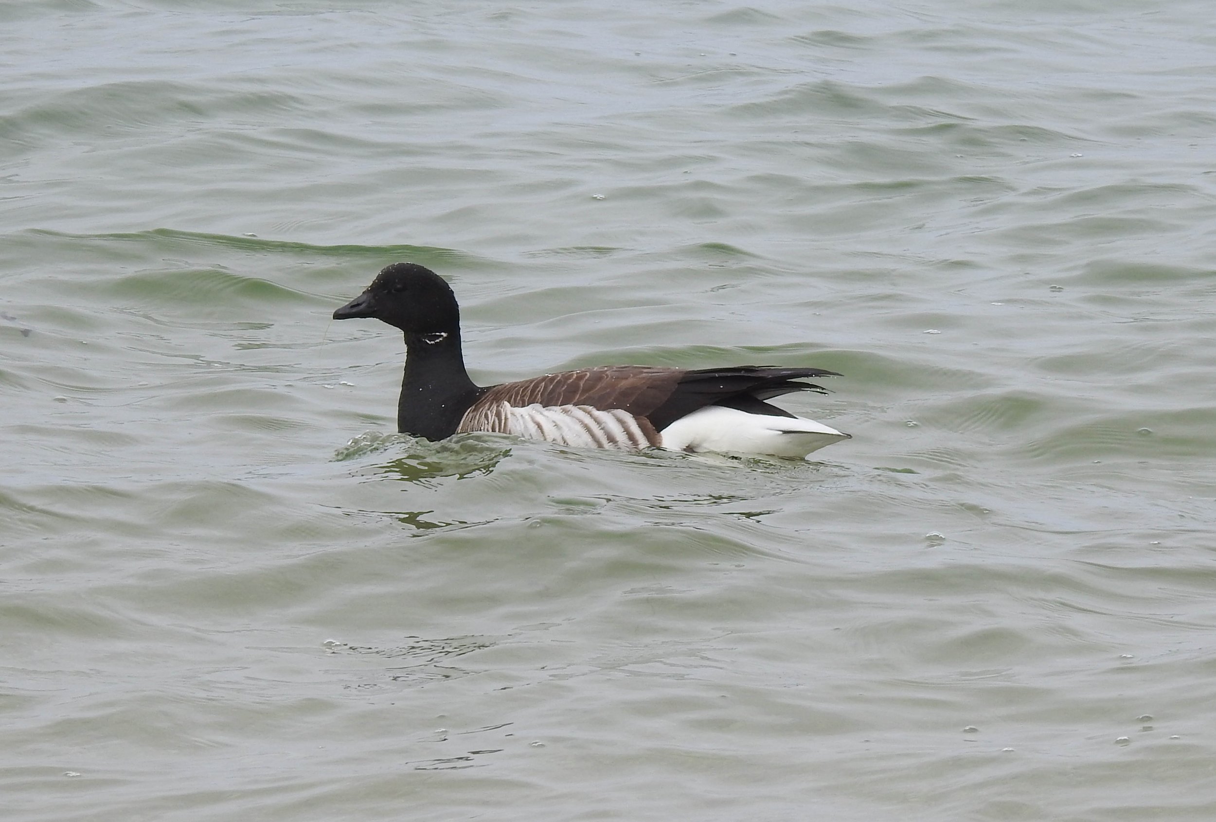 Brant, Branta bernicla