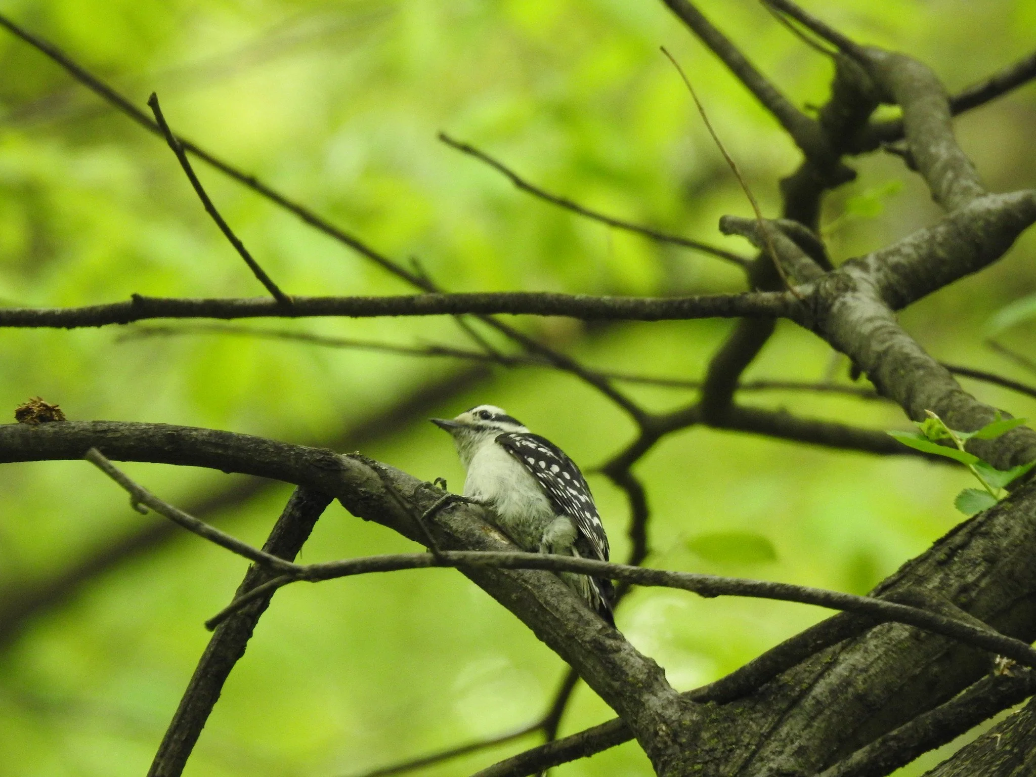 Birding Central Park, NY