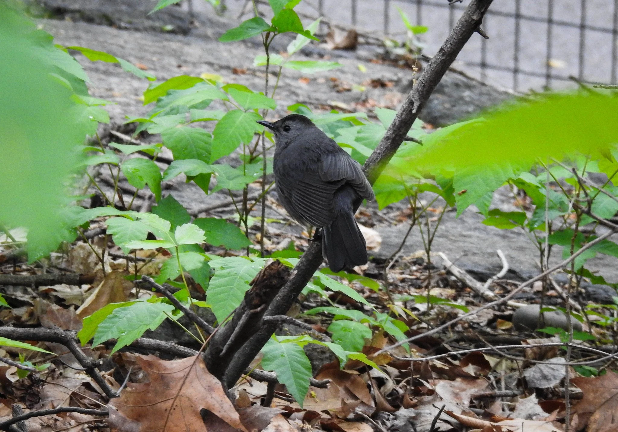 Birding Central Park, NY