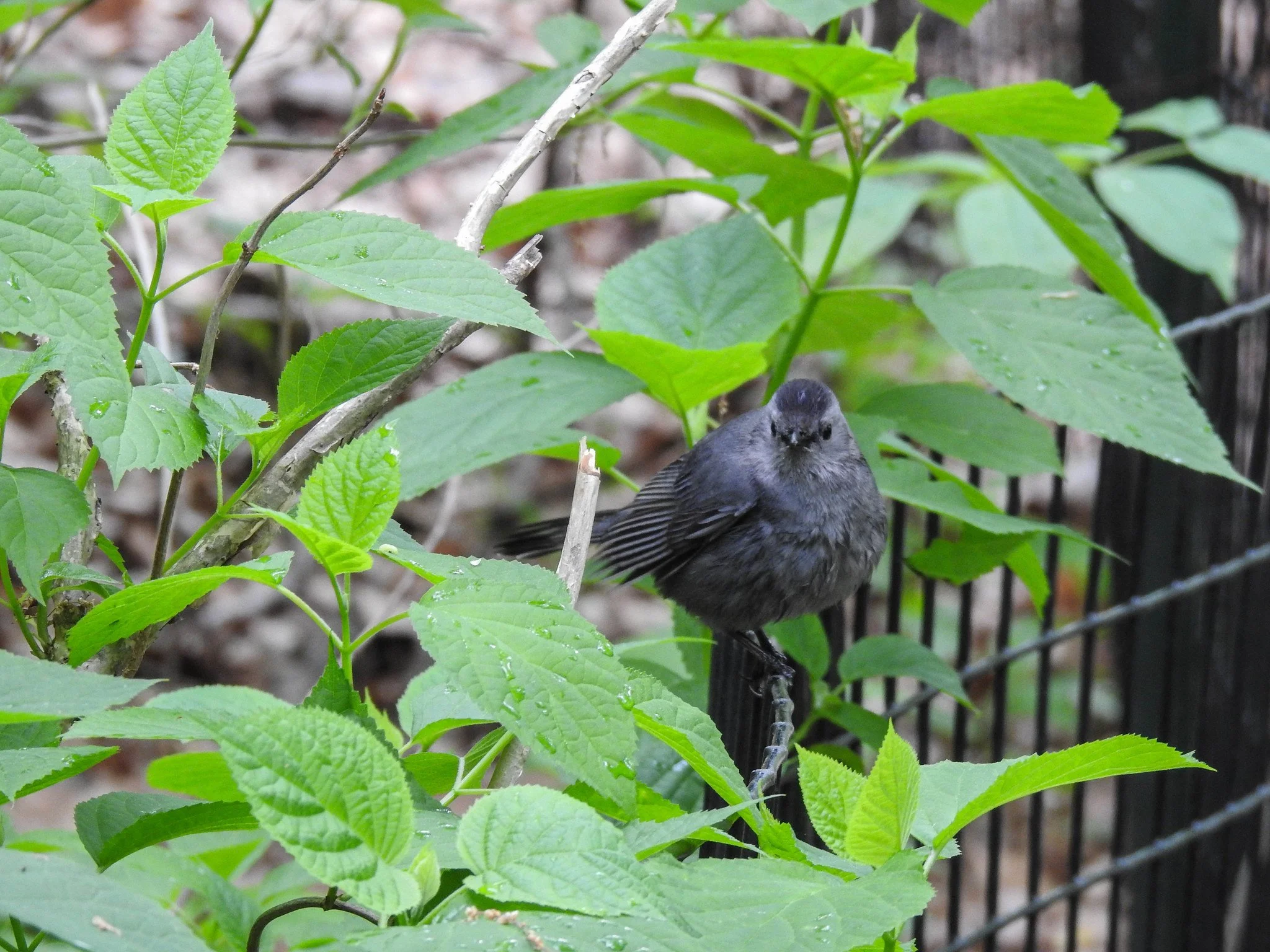 Birding Central Park, NY
