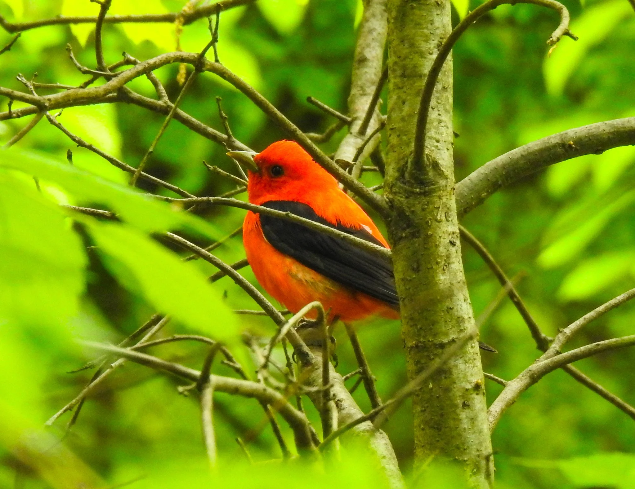 Birding Central Park, NY