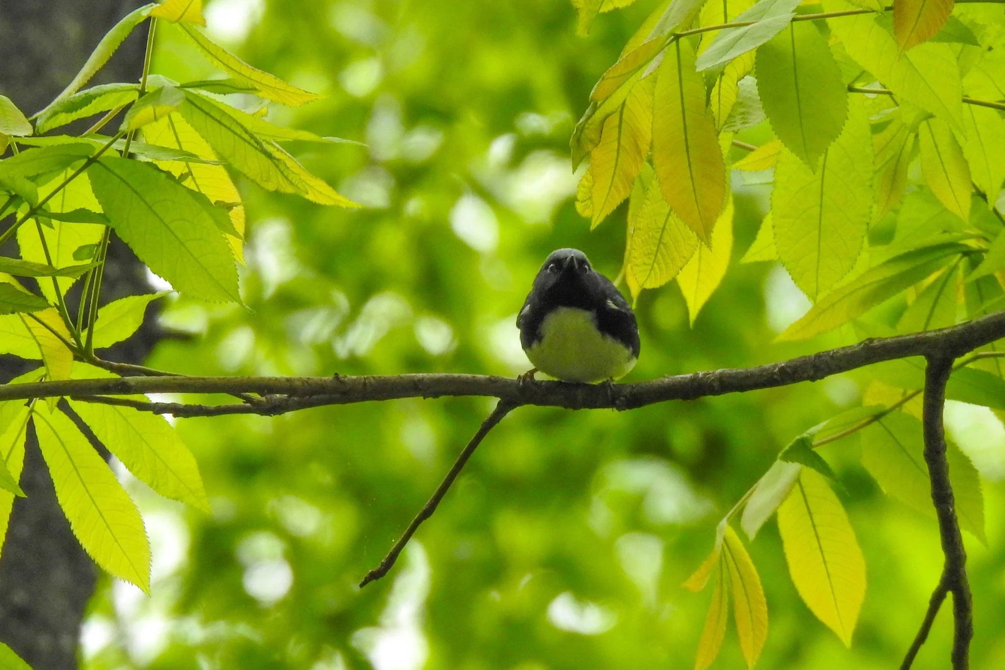 Birding Central Park, NY