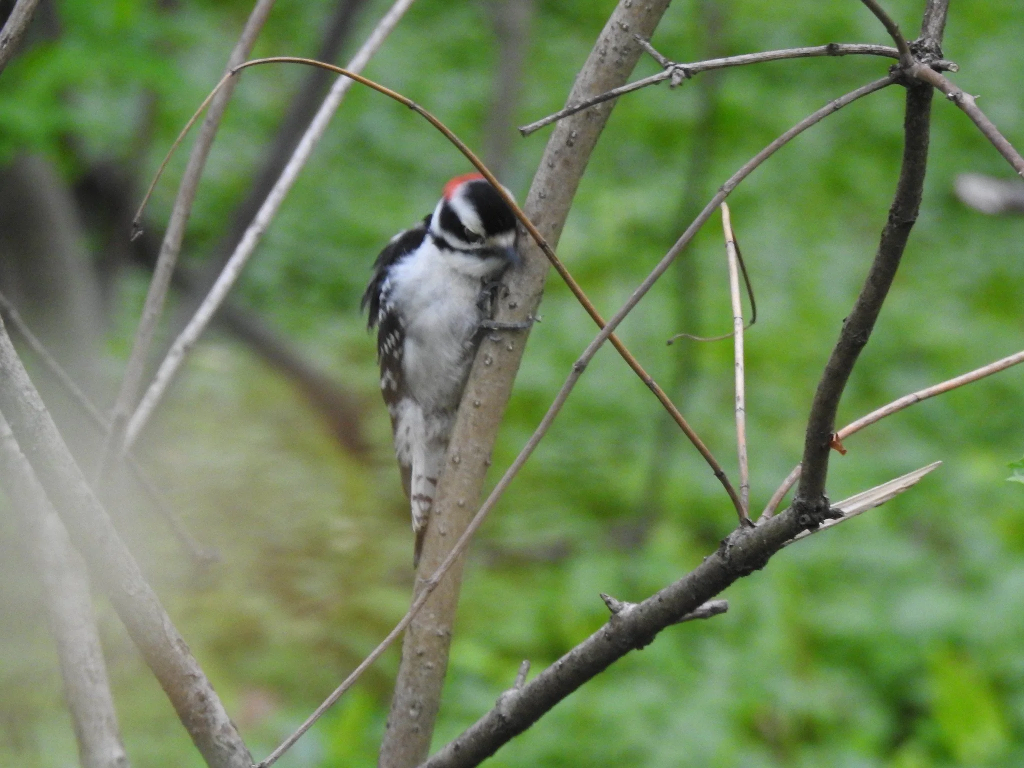 Birding Central Park, NY