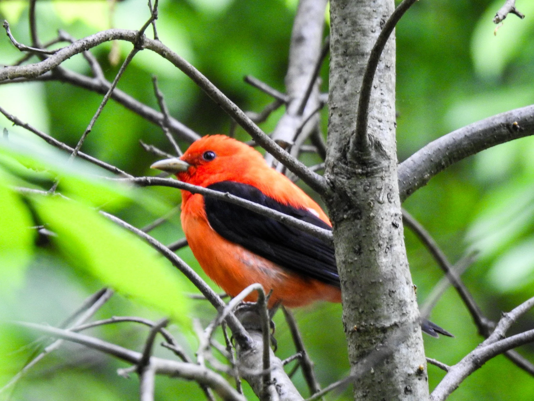Birding Central Park, NY
