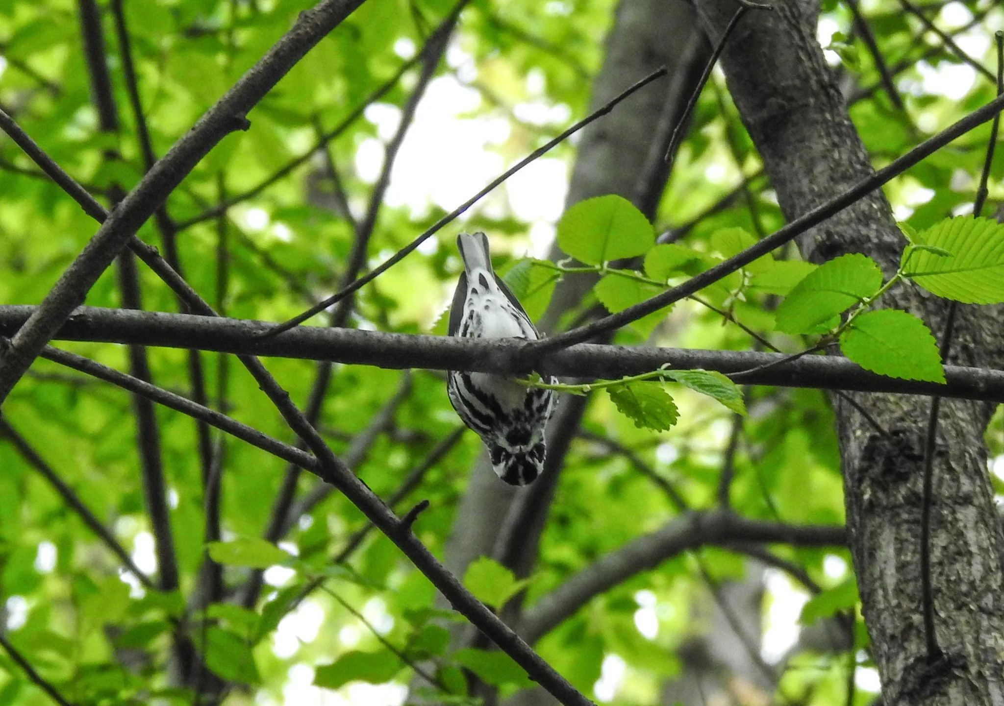 Birding Central Park, NY