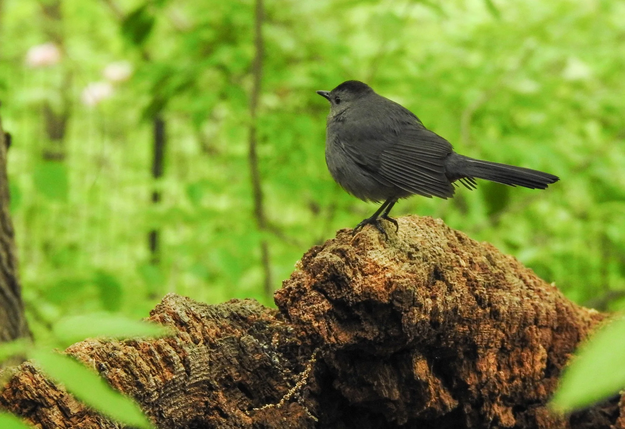 Birding Central Park, NY