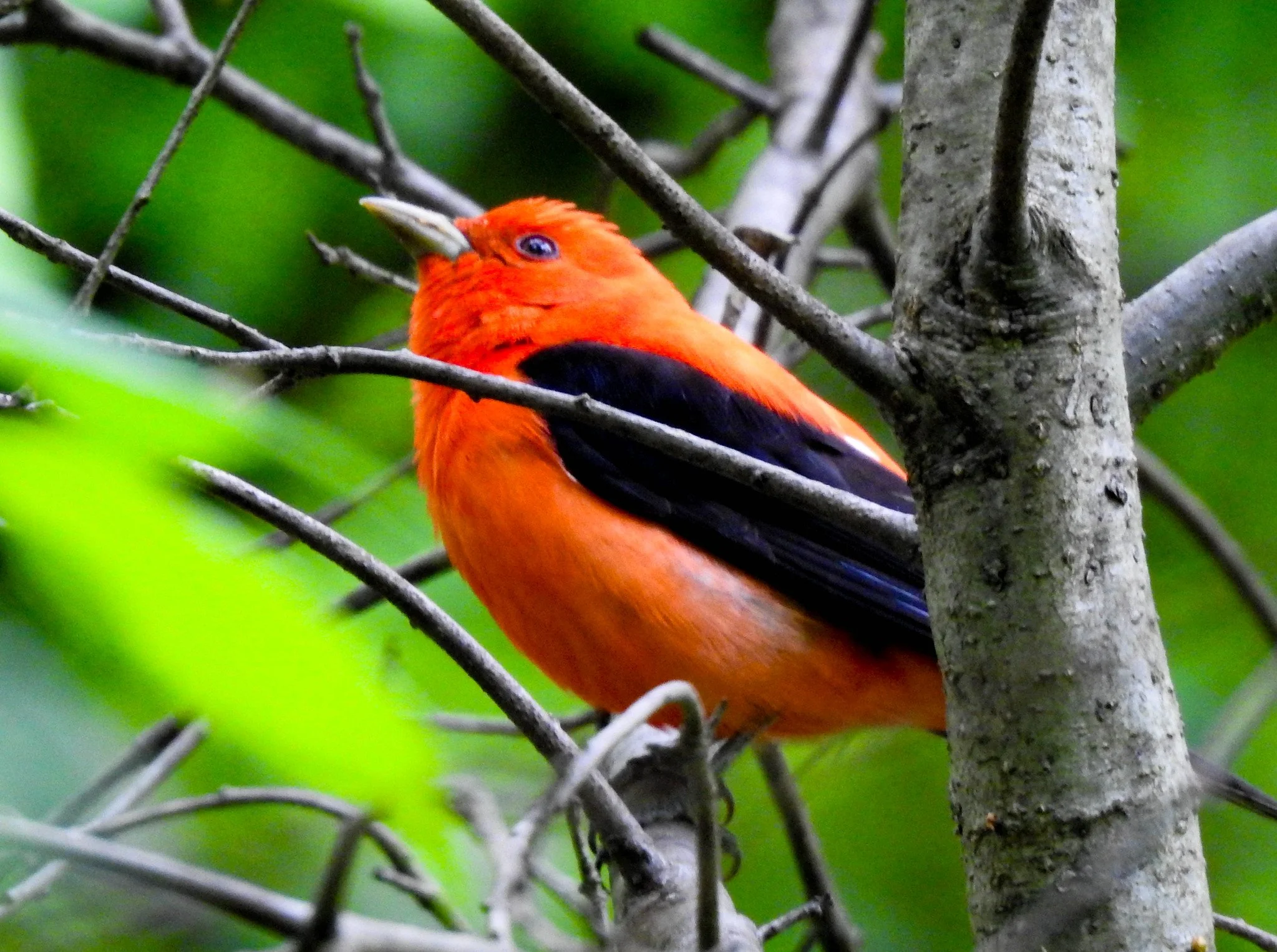 Birding Central Park, NY