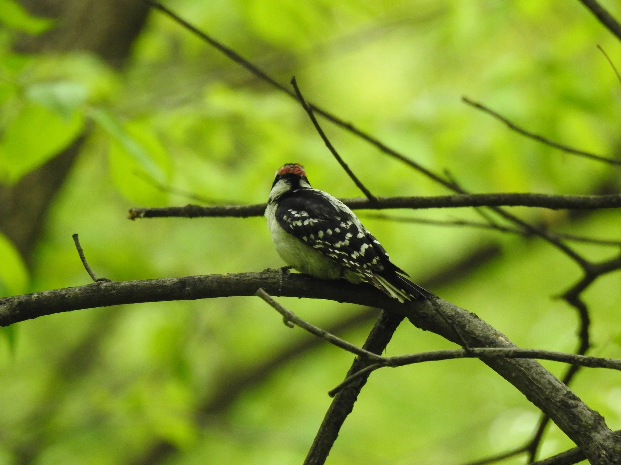 Birding Central Park, NY