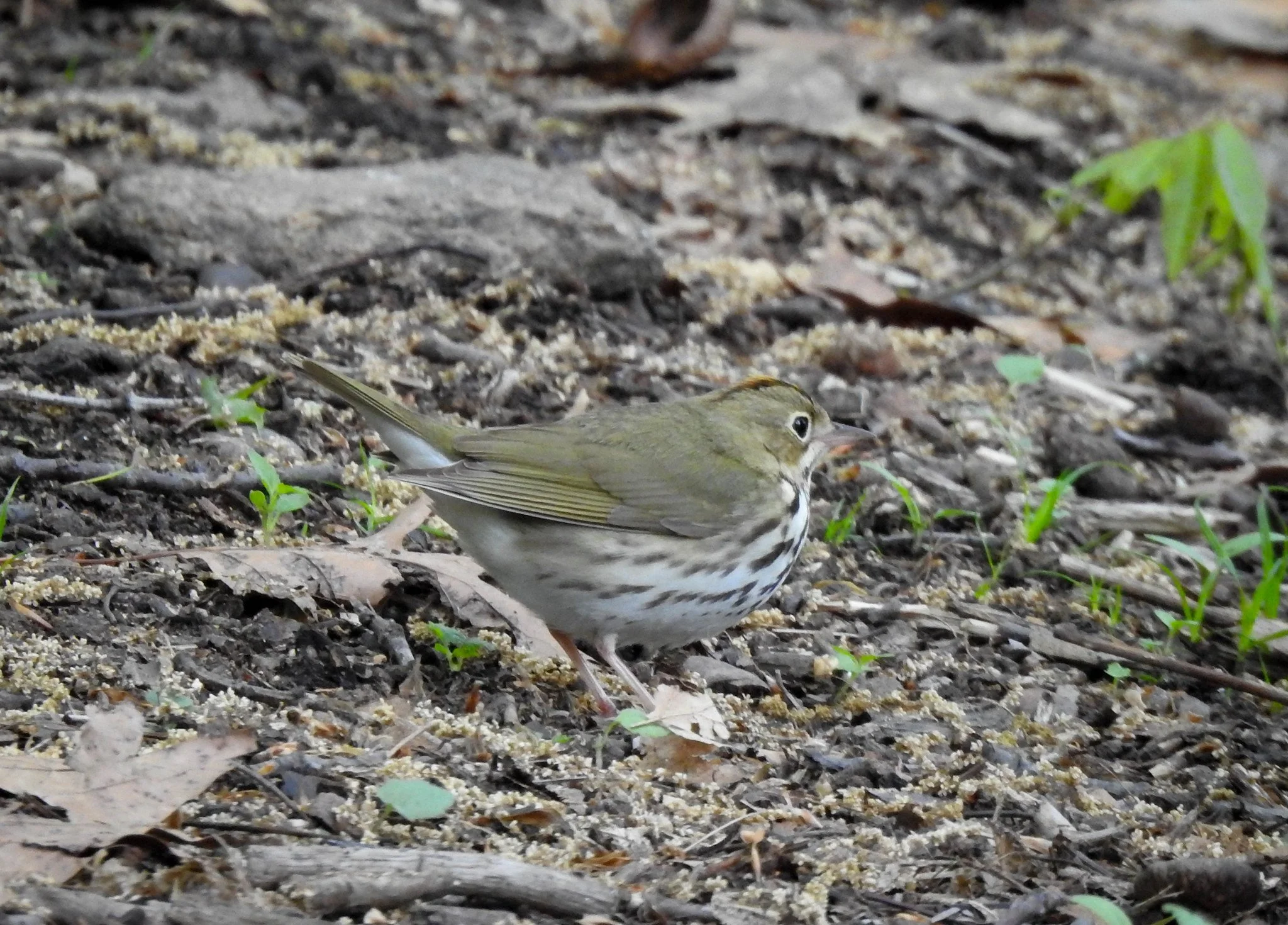 Birding Central Park, NY