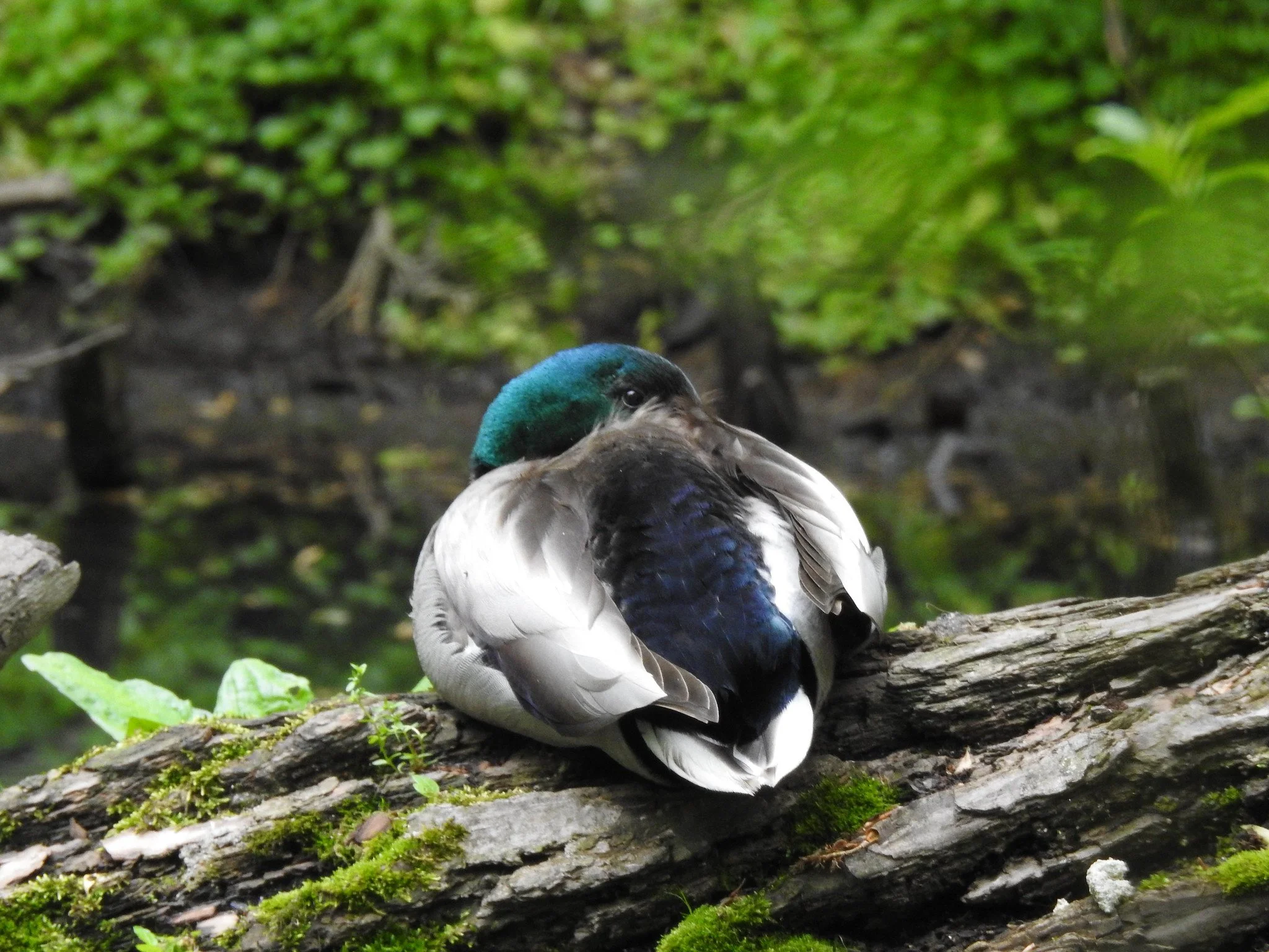 Birding Central Park, NY