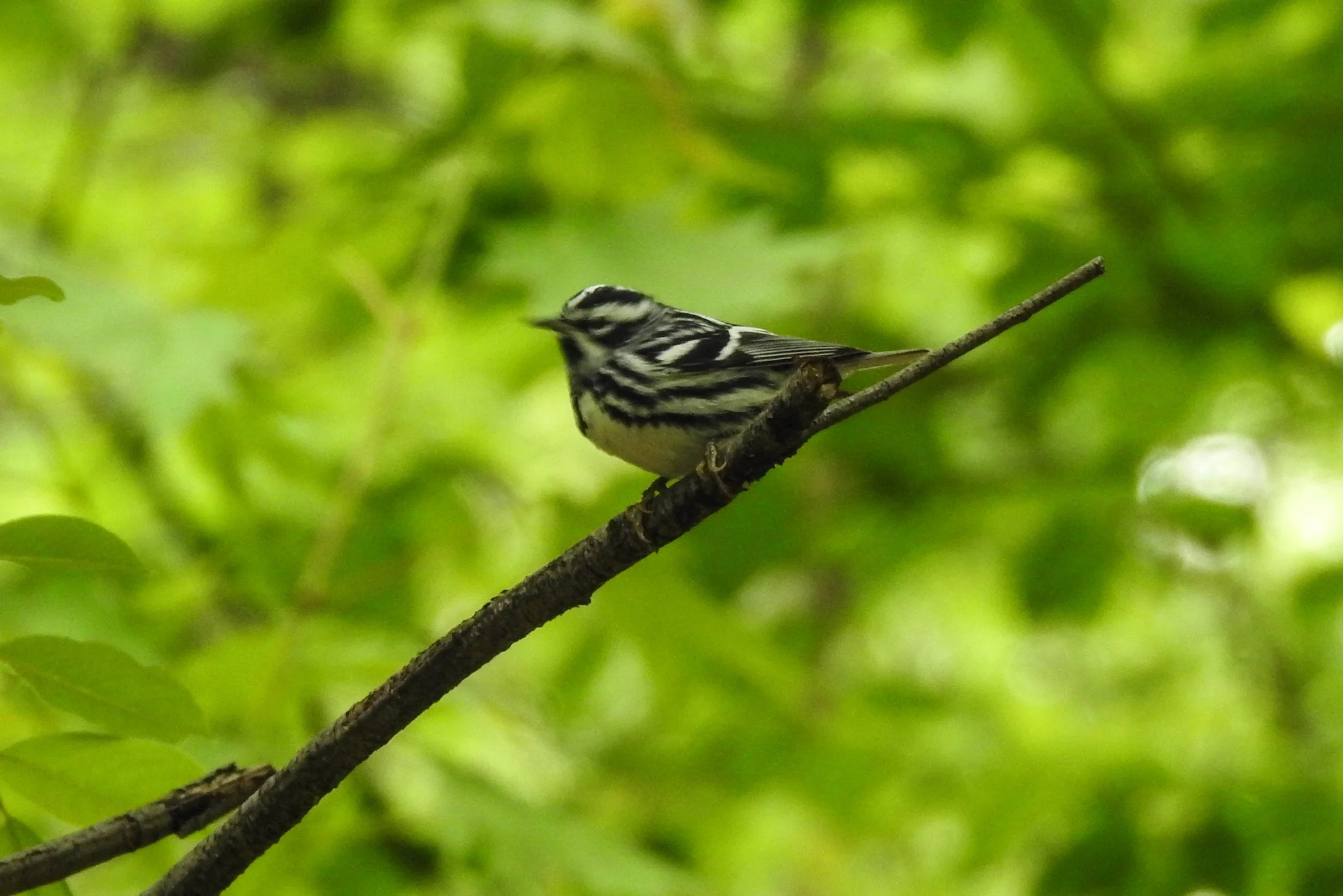 Birding Central Park, NY