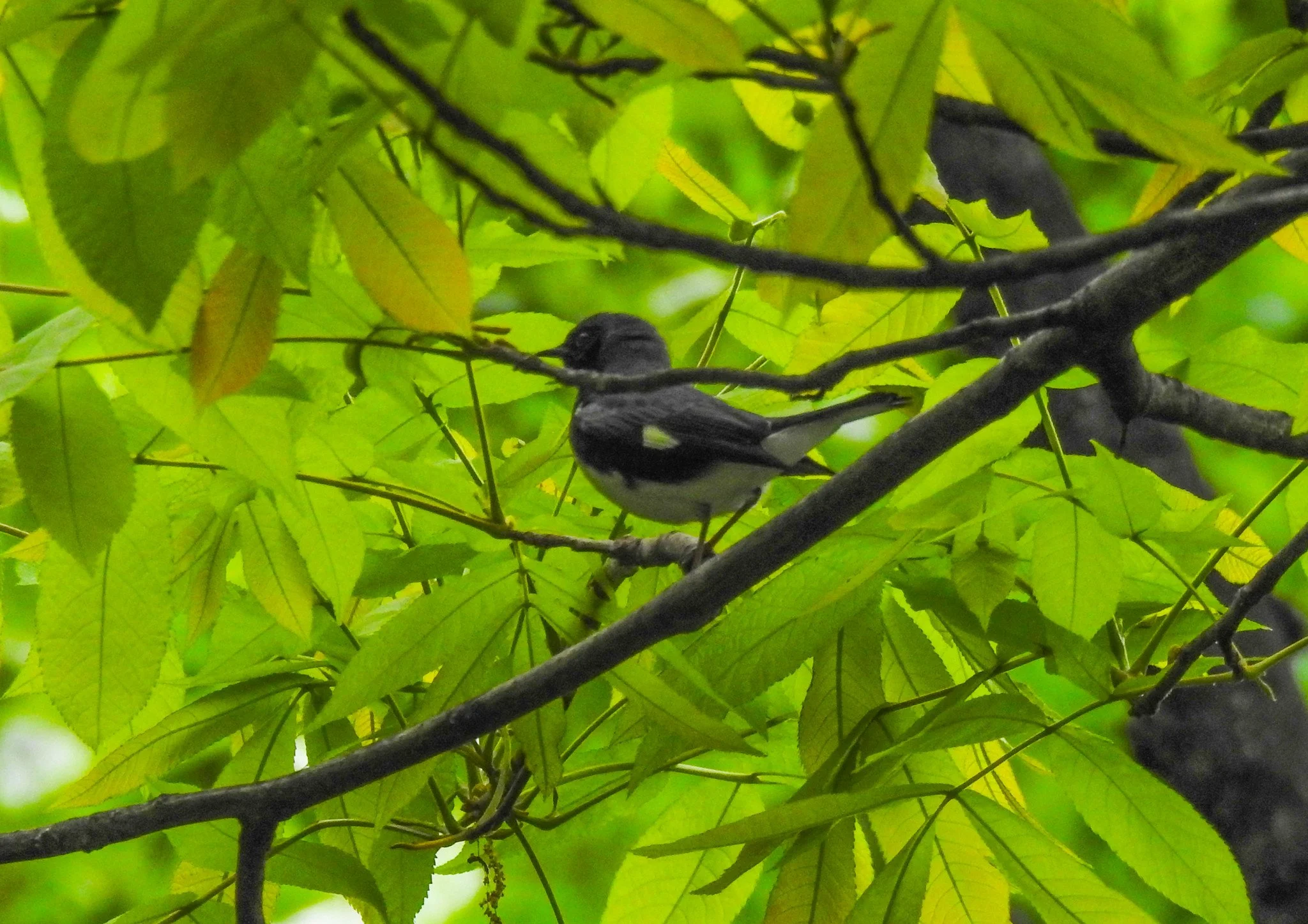 Birding Central Park, NY
