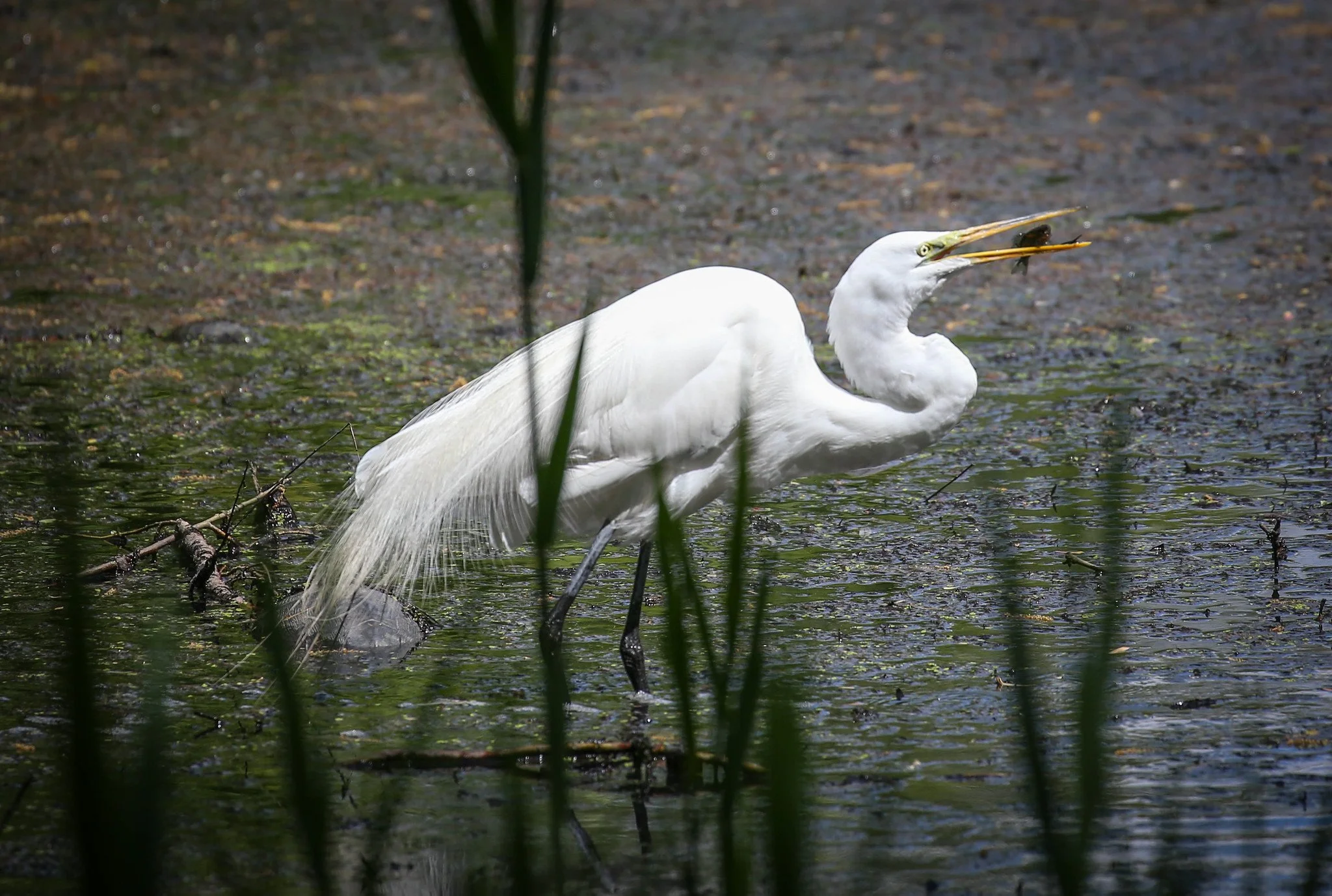 Great Egret