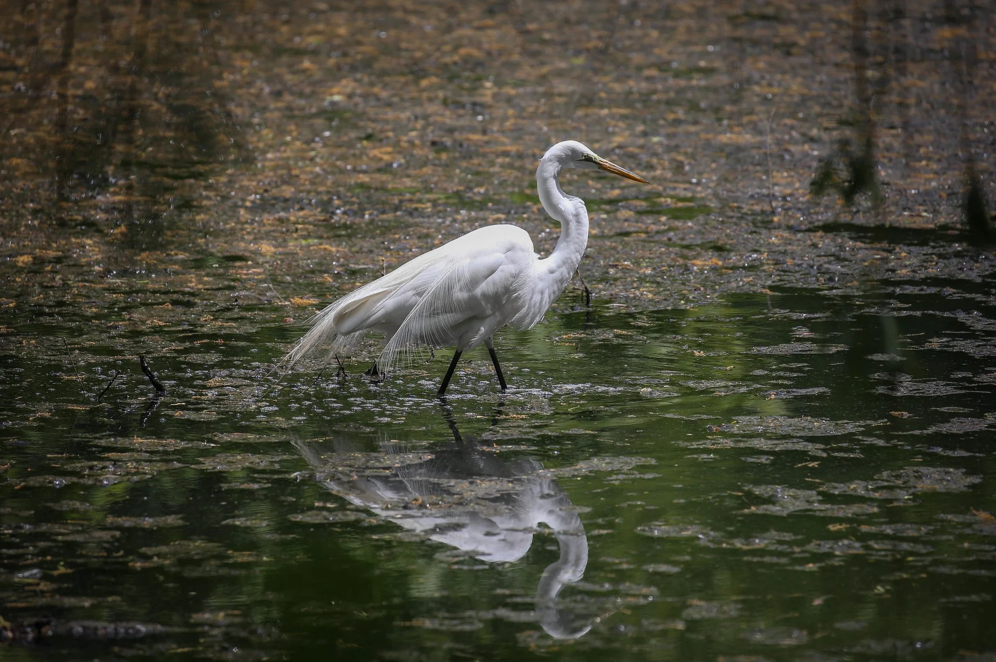Great Egret