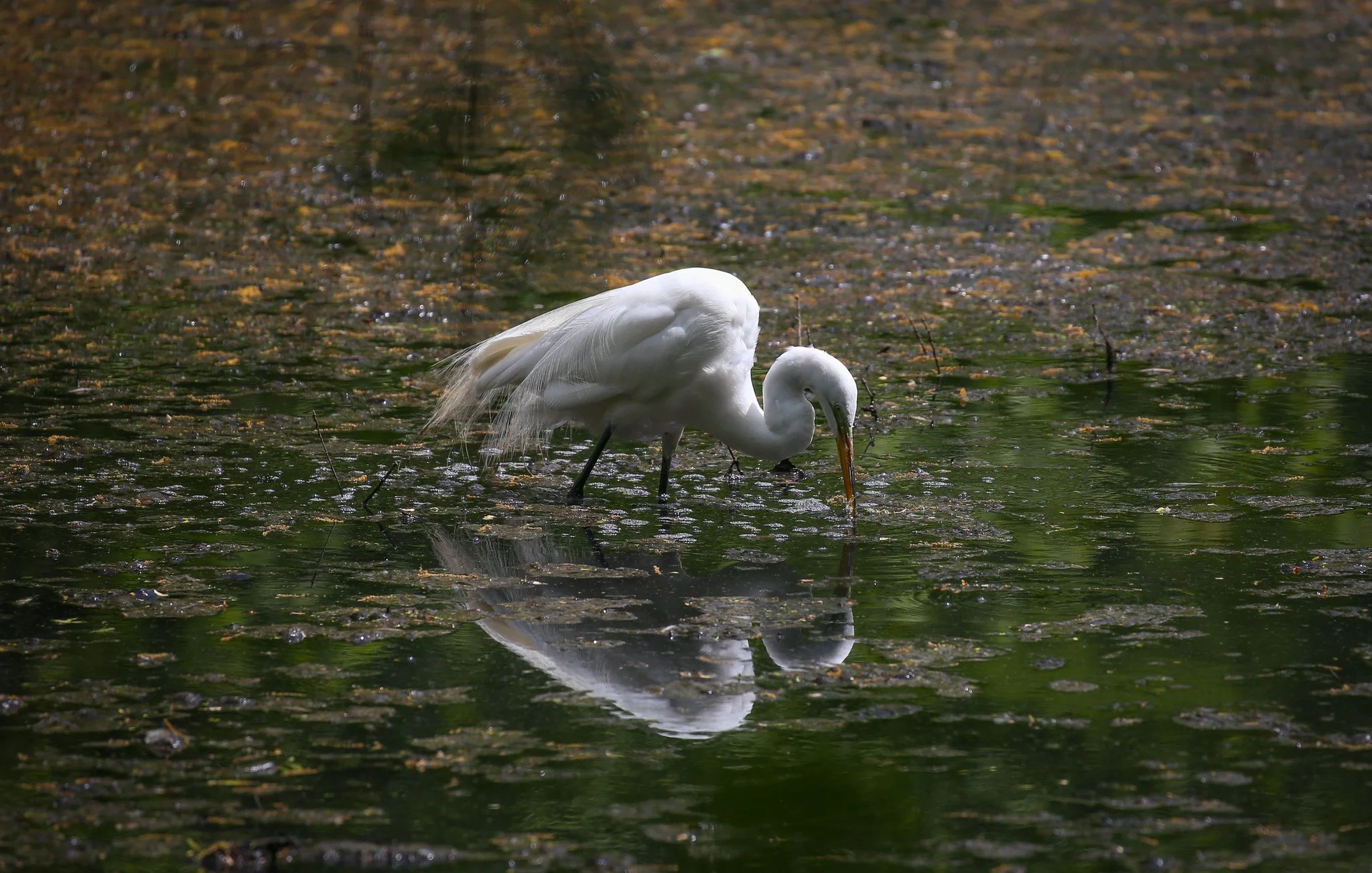 Great Egret
