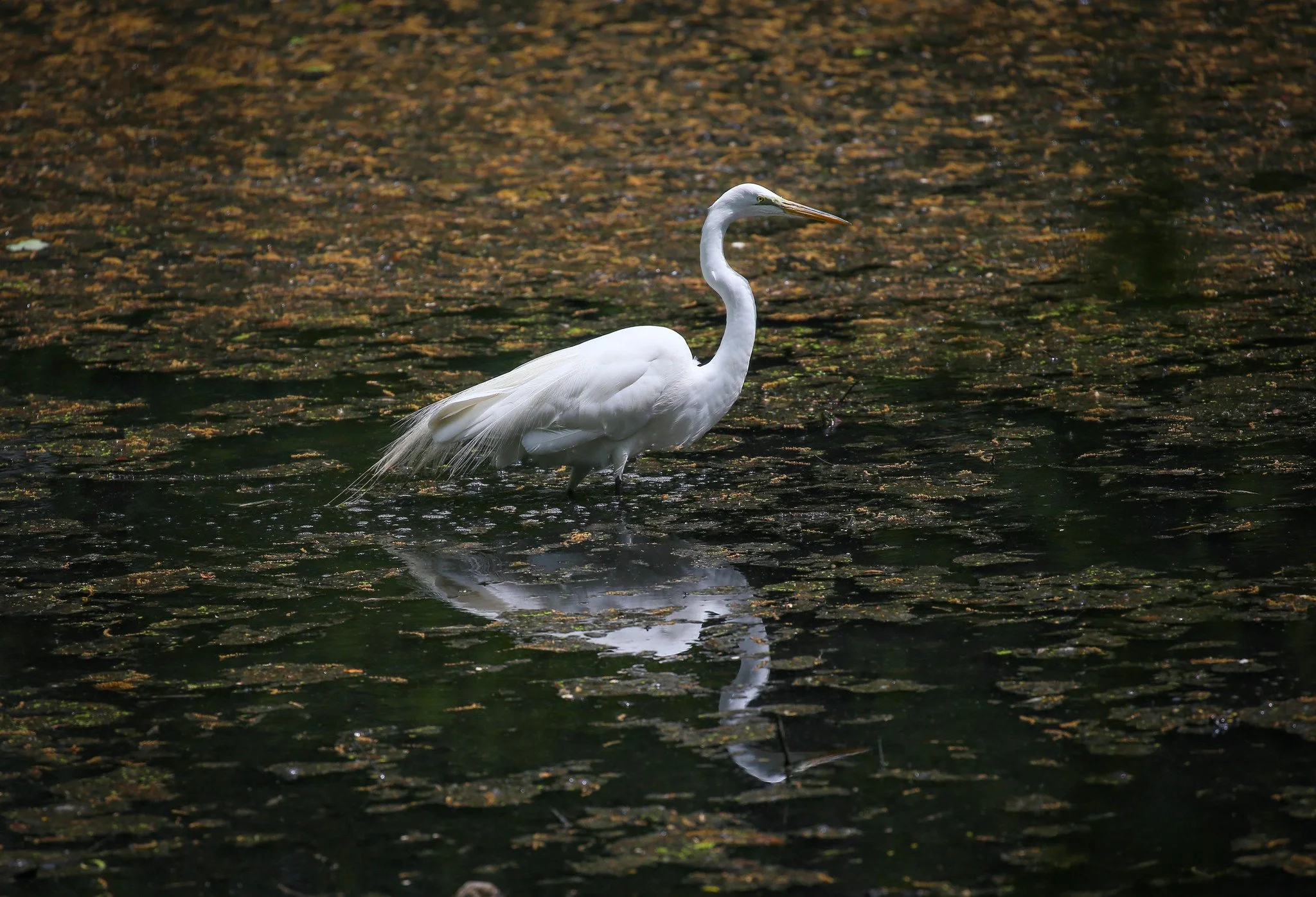 Great Egret