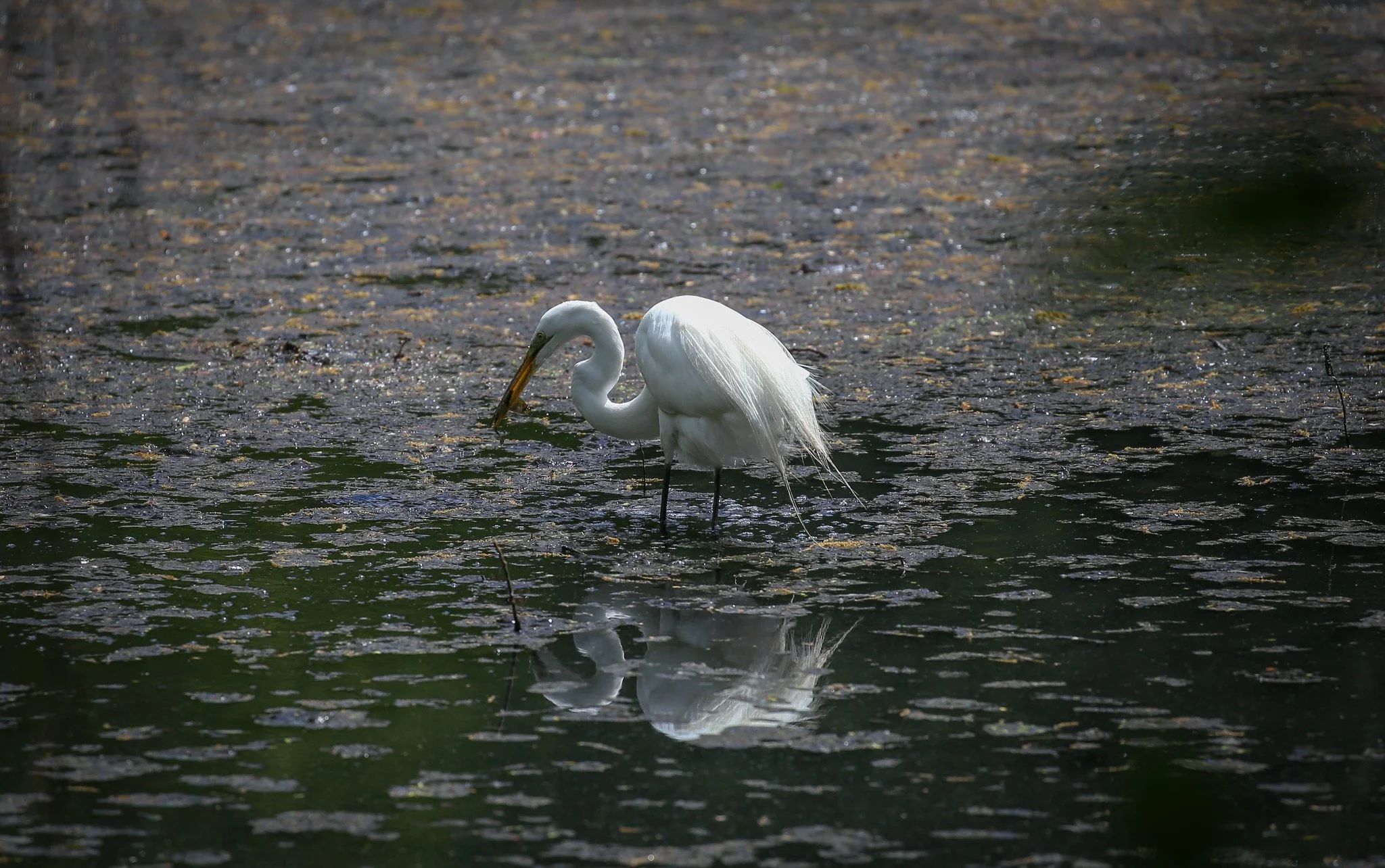 Great Egret