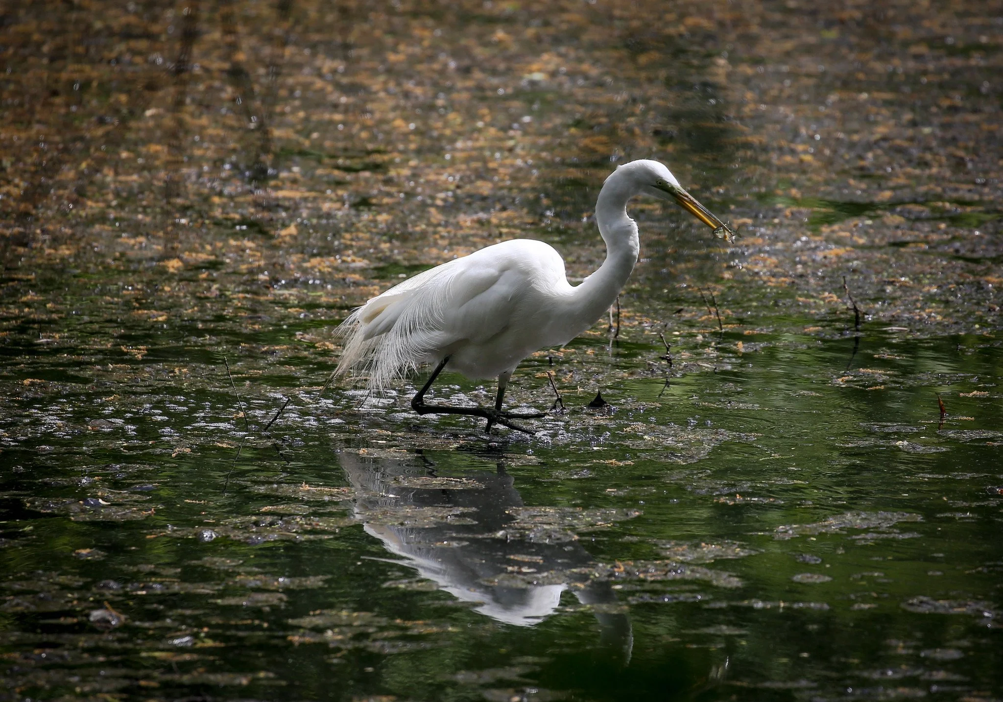 Great Egret