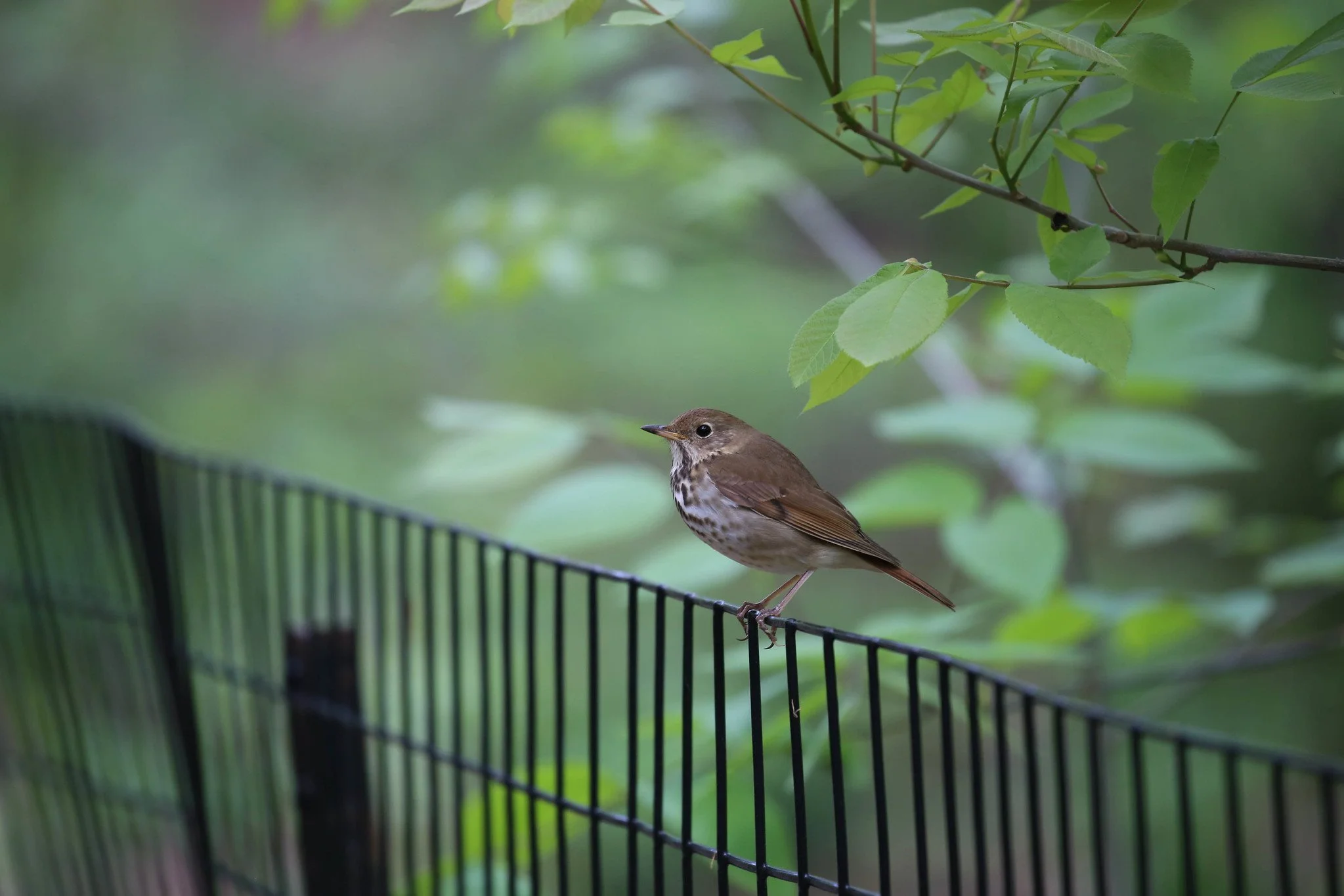 Hermit Thrush