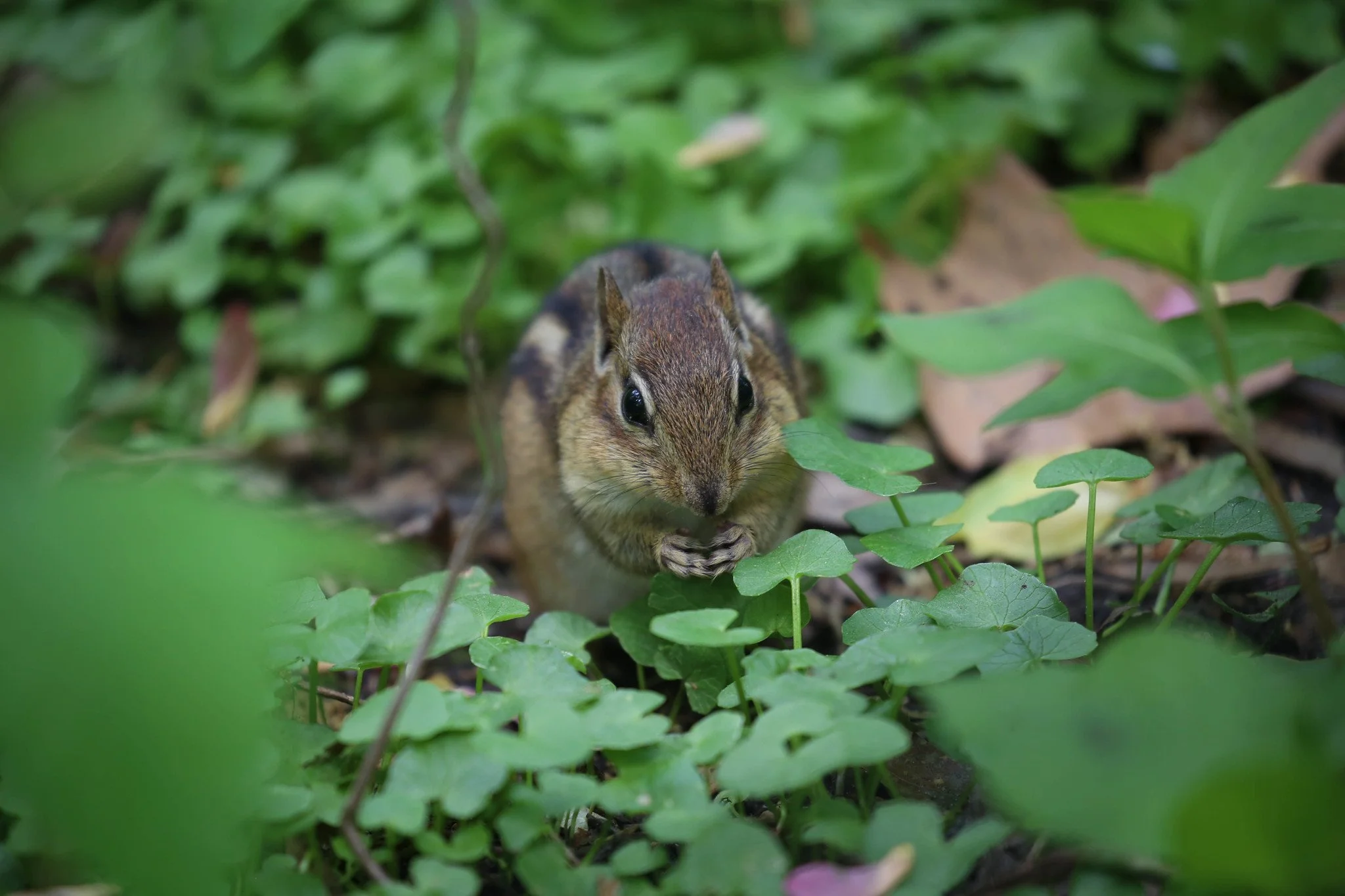 Chipmunk
