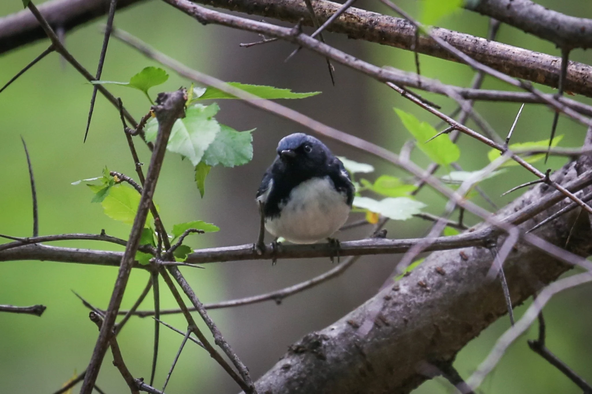 Black-throated Blue Warbler Setophaga caerulescens