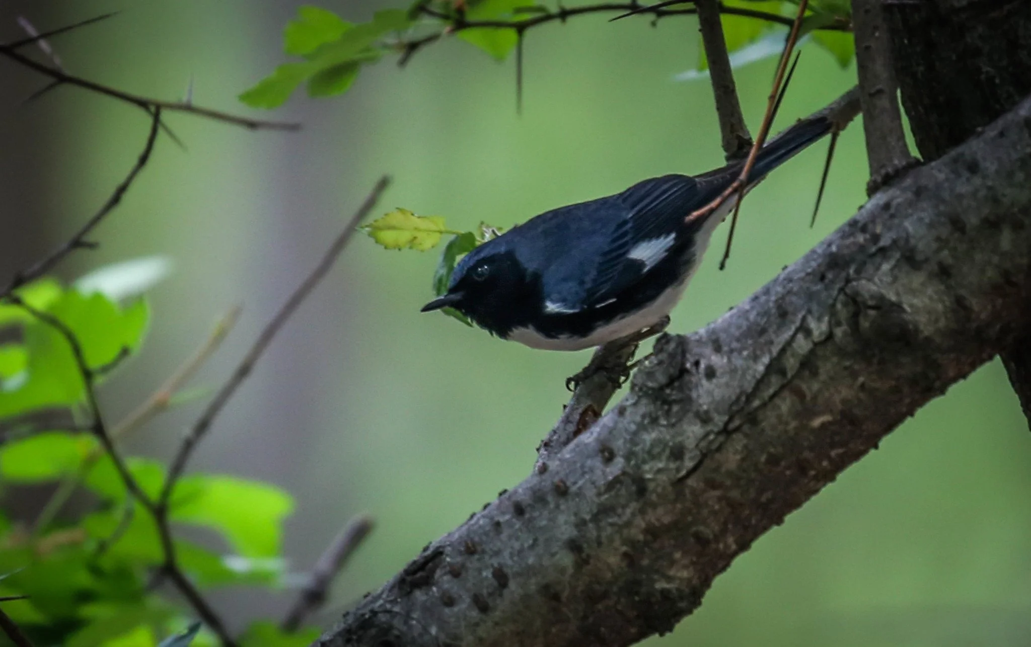 Black-throated Blue Warbler Setophaga caerulescens