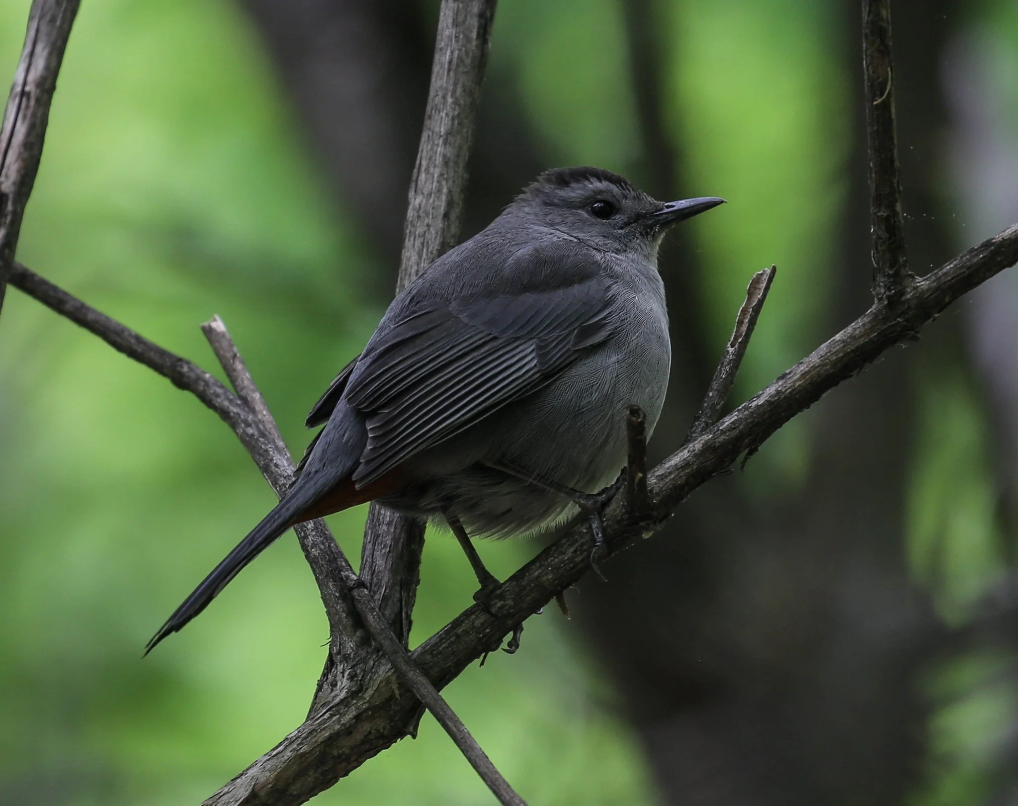 Birding Central Park, NY