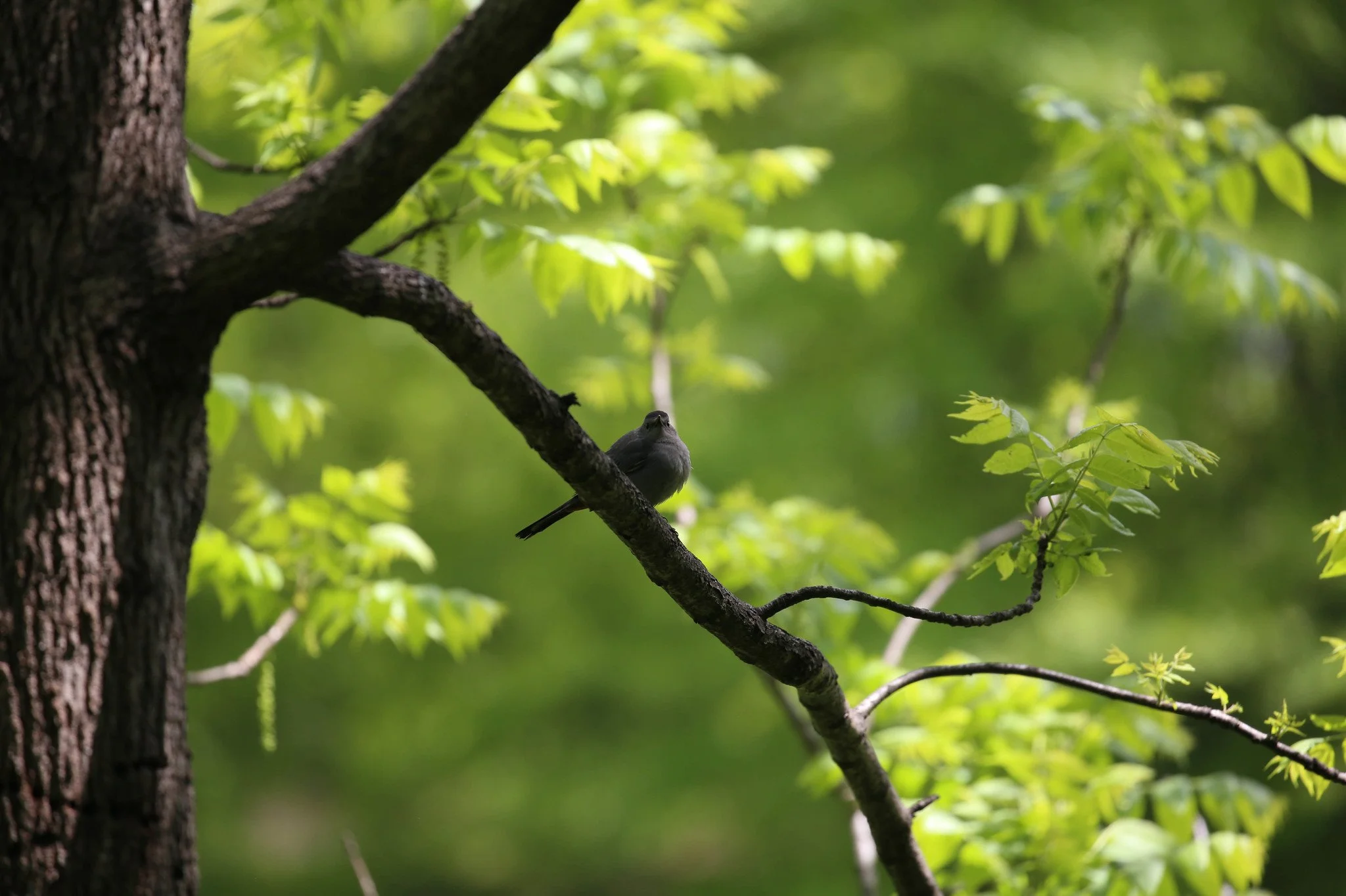 Birding Central Park, NY