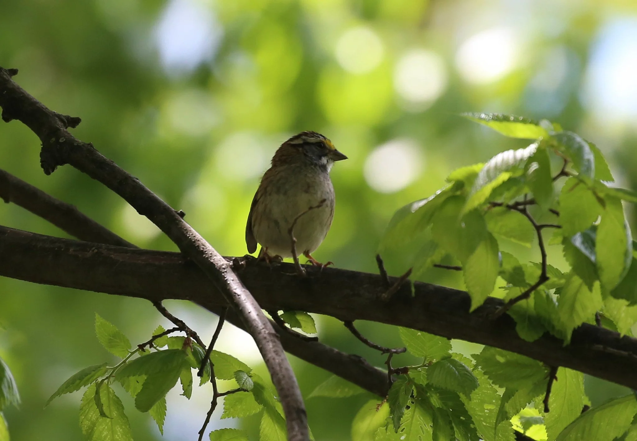 Birding Central Park, NY