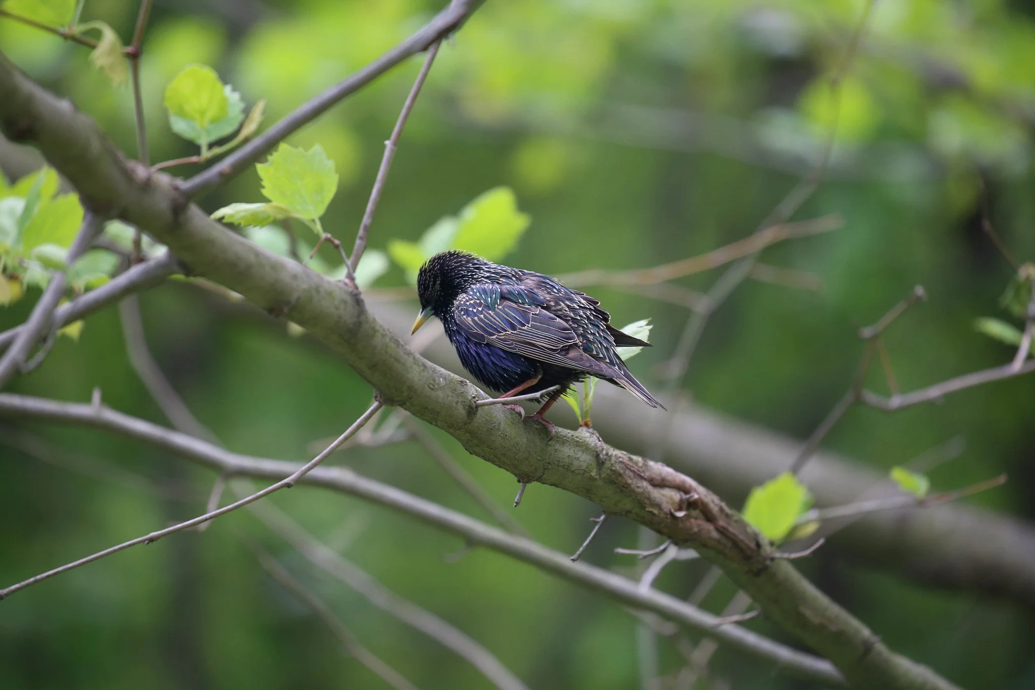 Birding Central Park, NY