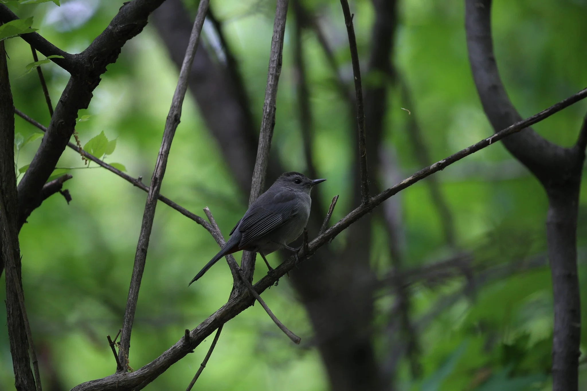 Birding Central Park, NY