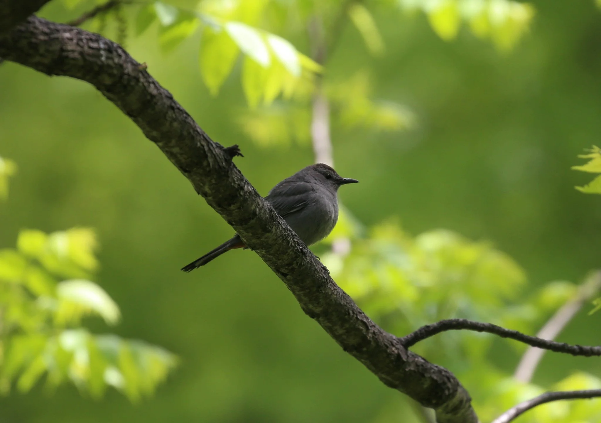 Birding Central Park, NY