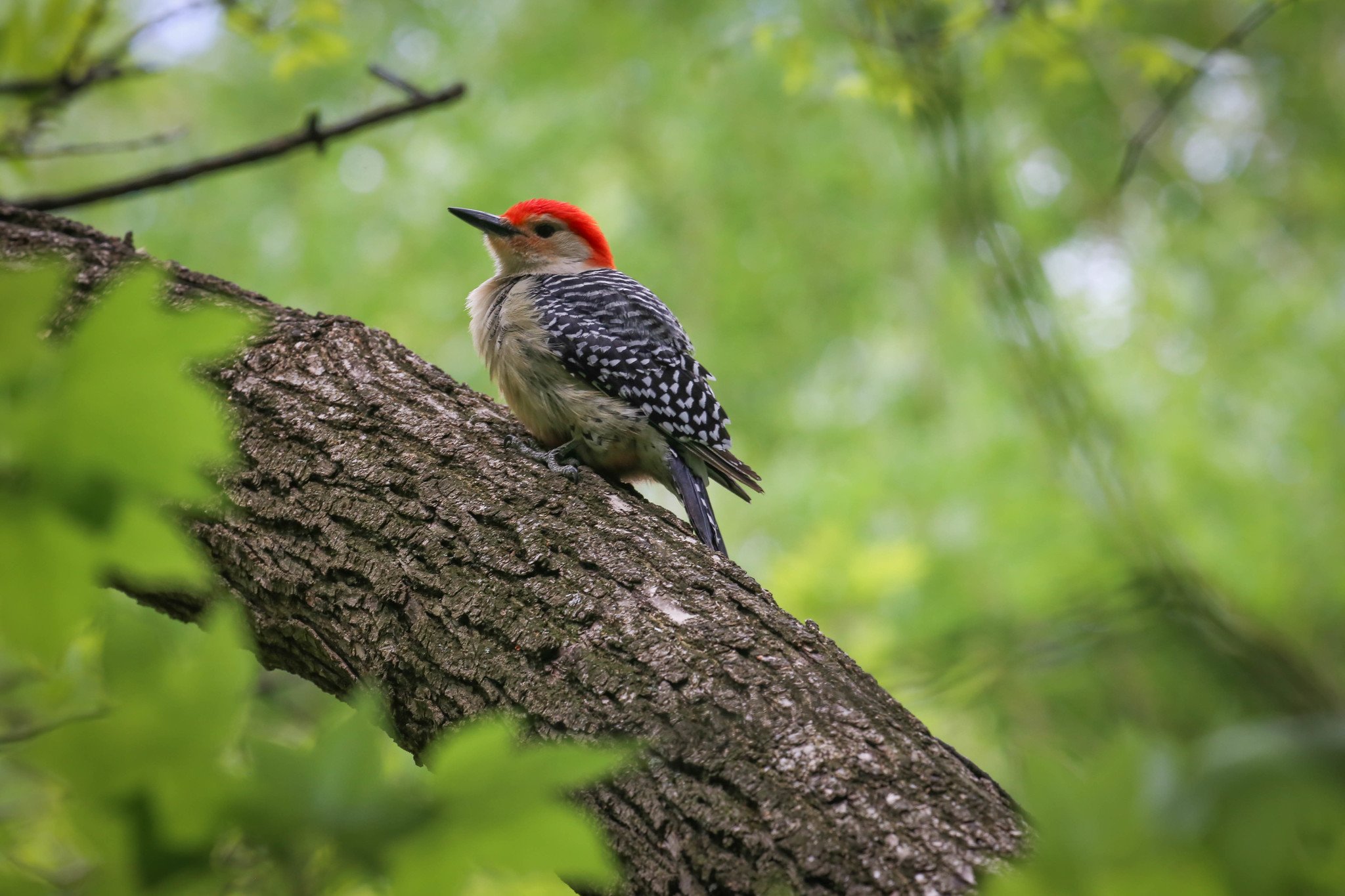 Birding Central Park, NY