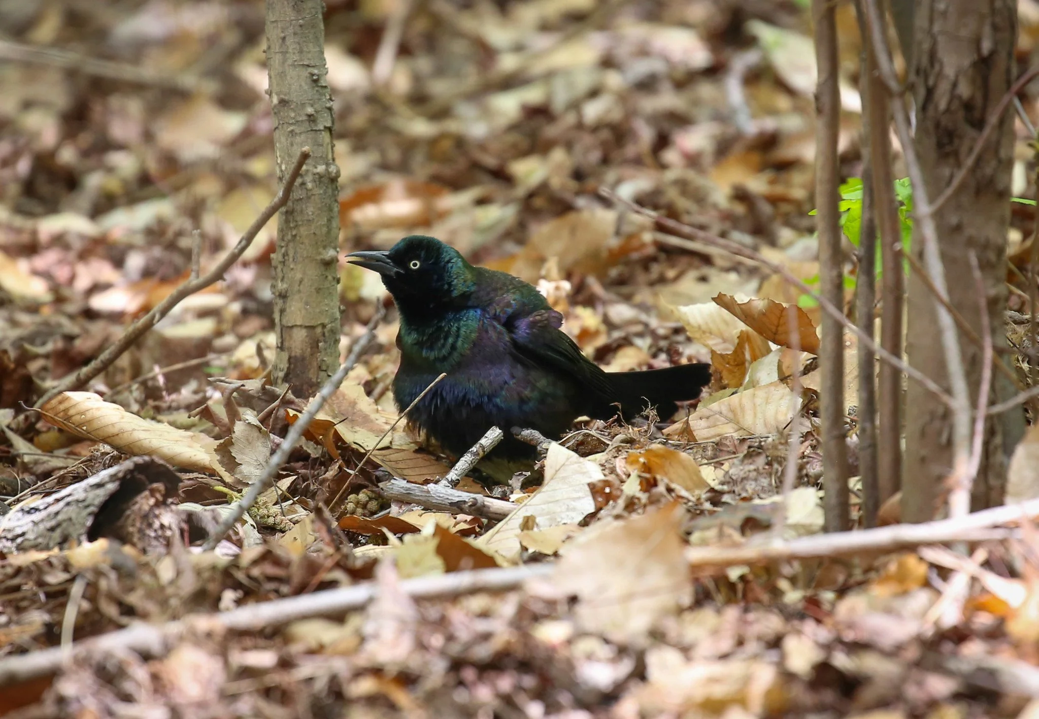 Birding Central Park, NY