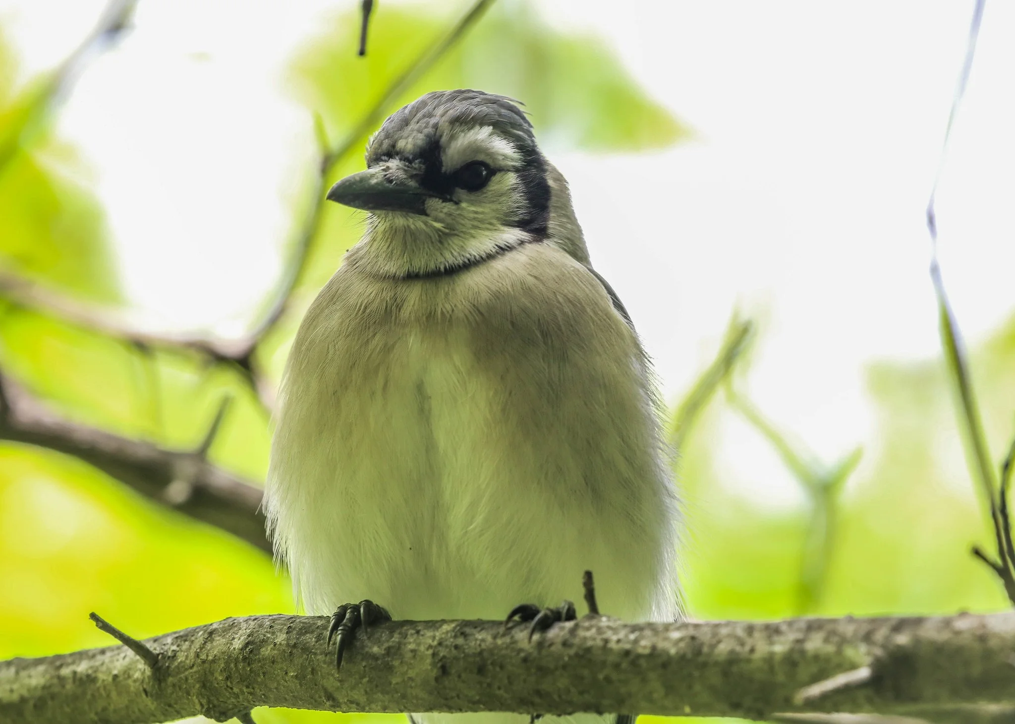 Birding Central Park, NY