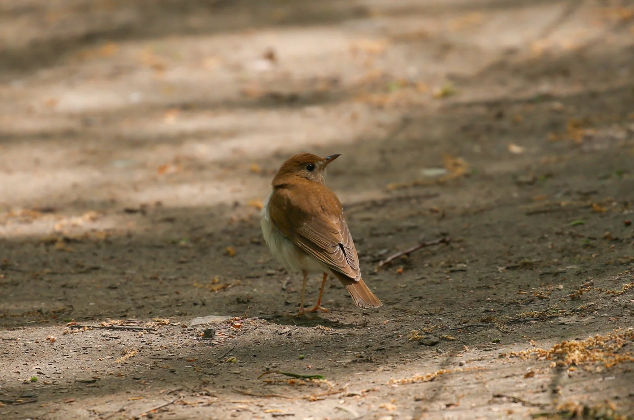 Birding Central Park, NY