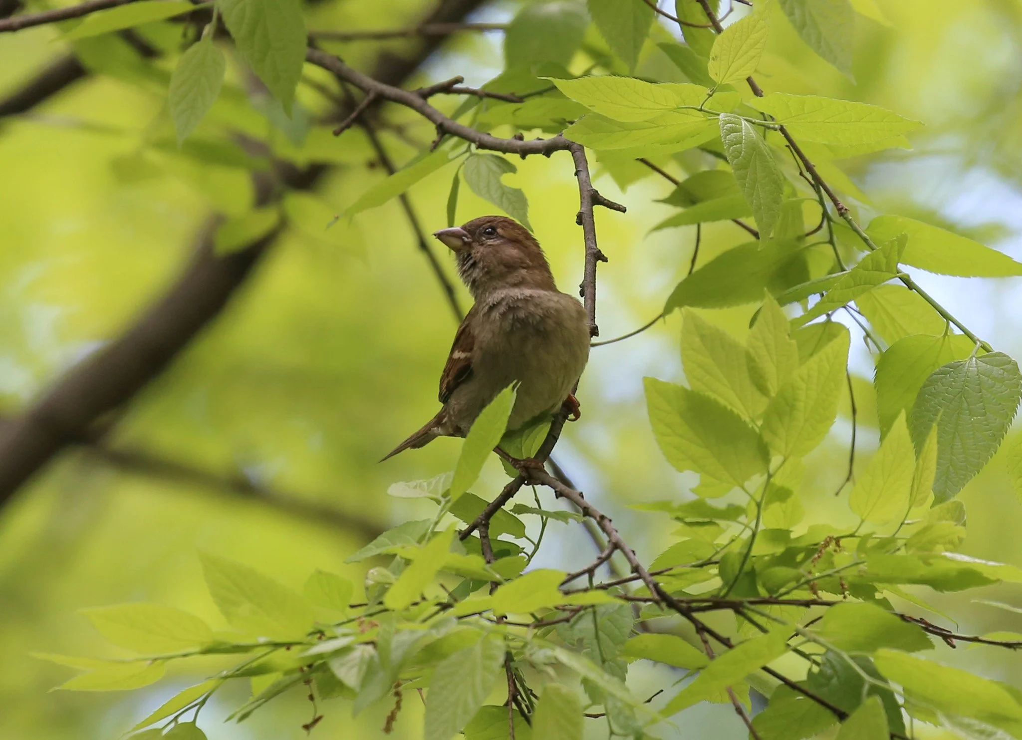 Birding Central Park, NY