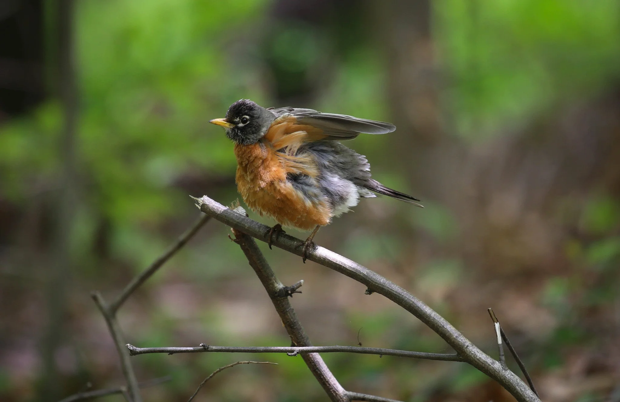 Birding Central Park, NY