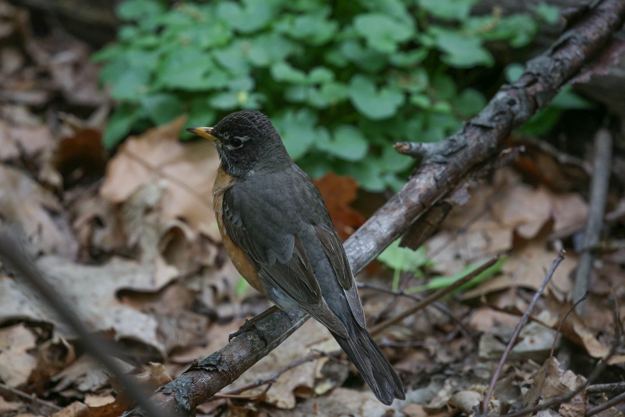 Birding Central Park, NY