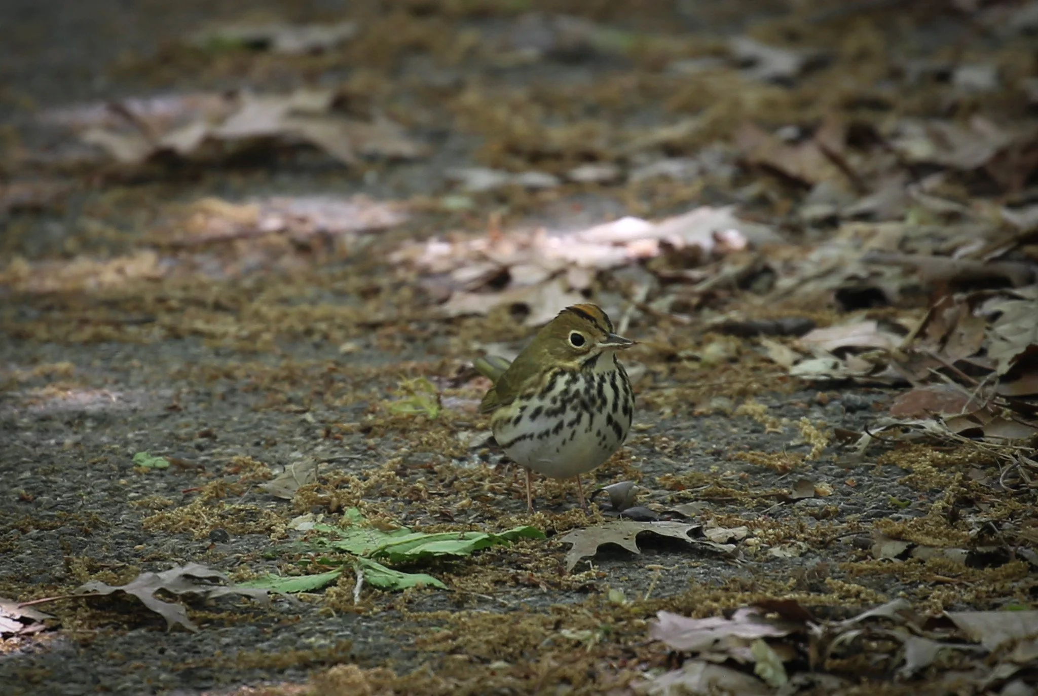 Birding Central Park, NY