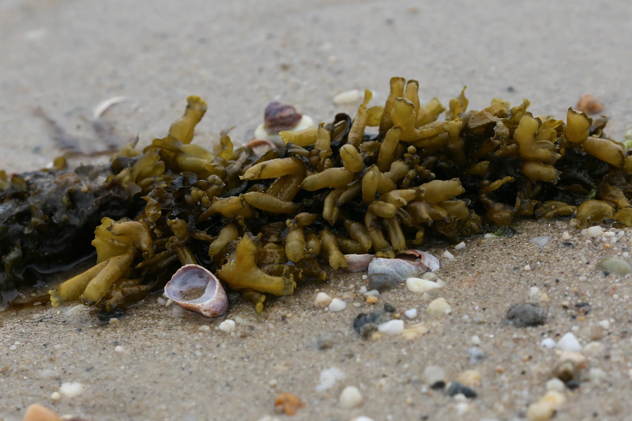 Sunken Meadow State Park, Long Island, New York
