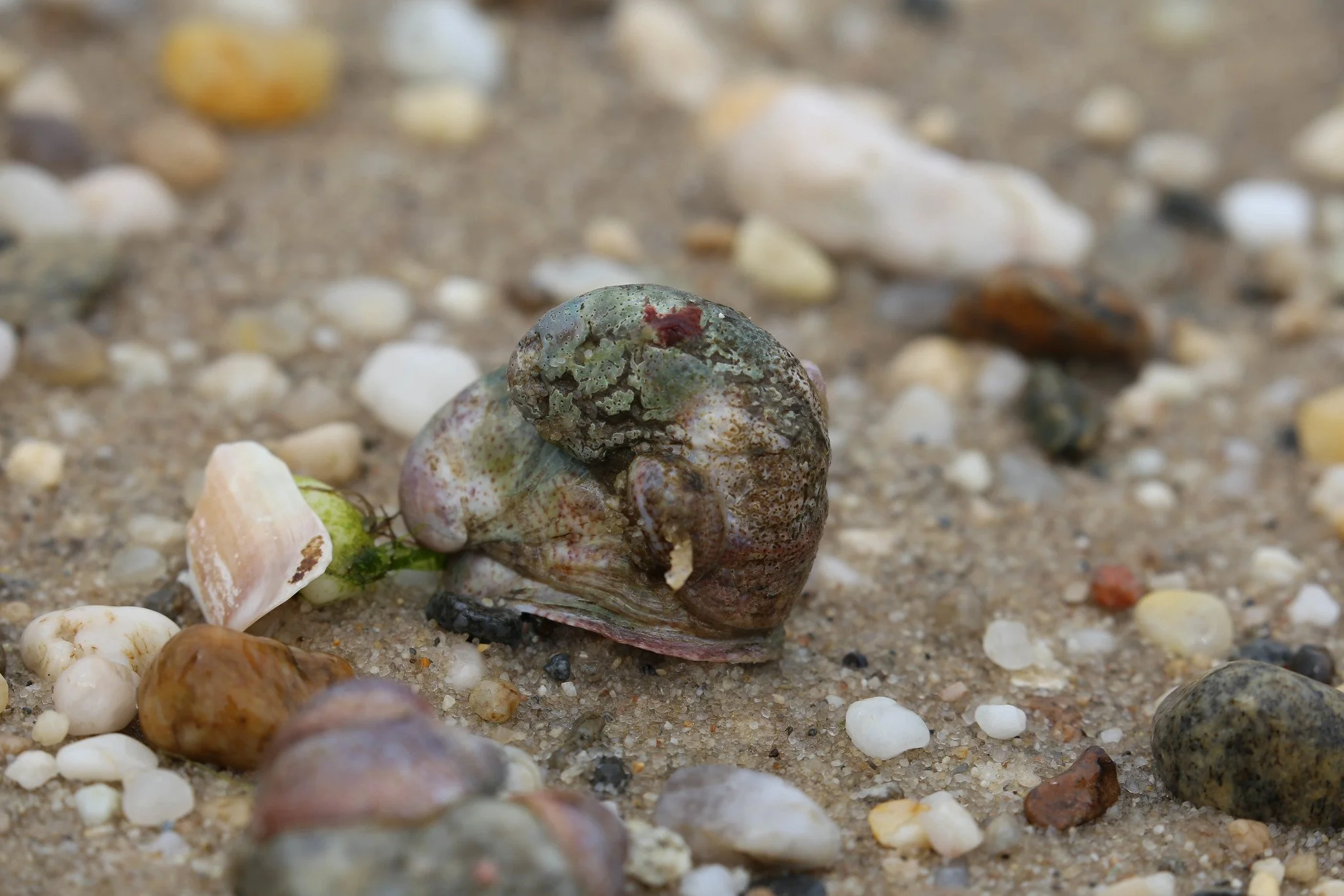 Sunken Meadow State Park, Long Island, New York